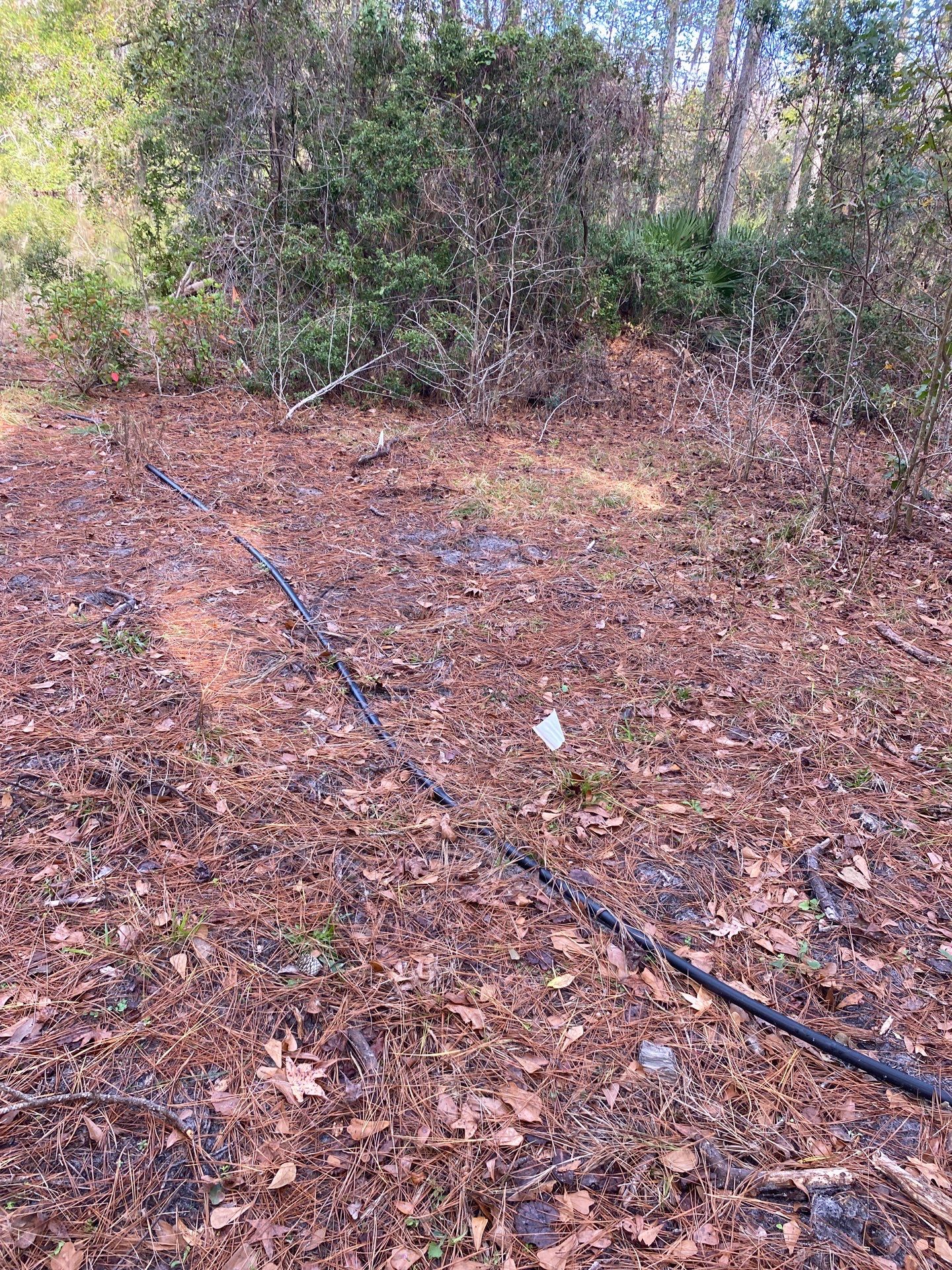 Deerwood Resident | Tree Installation by ProGreen Services