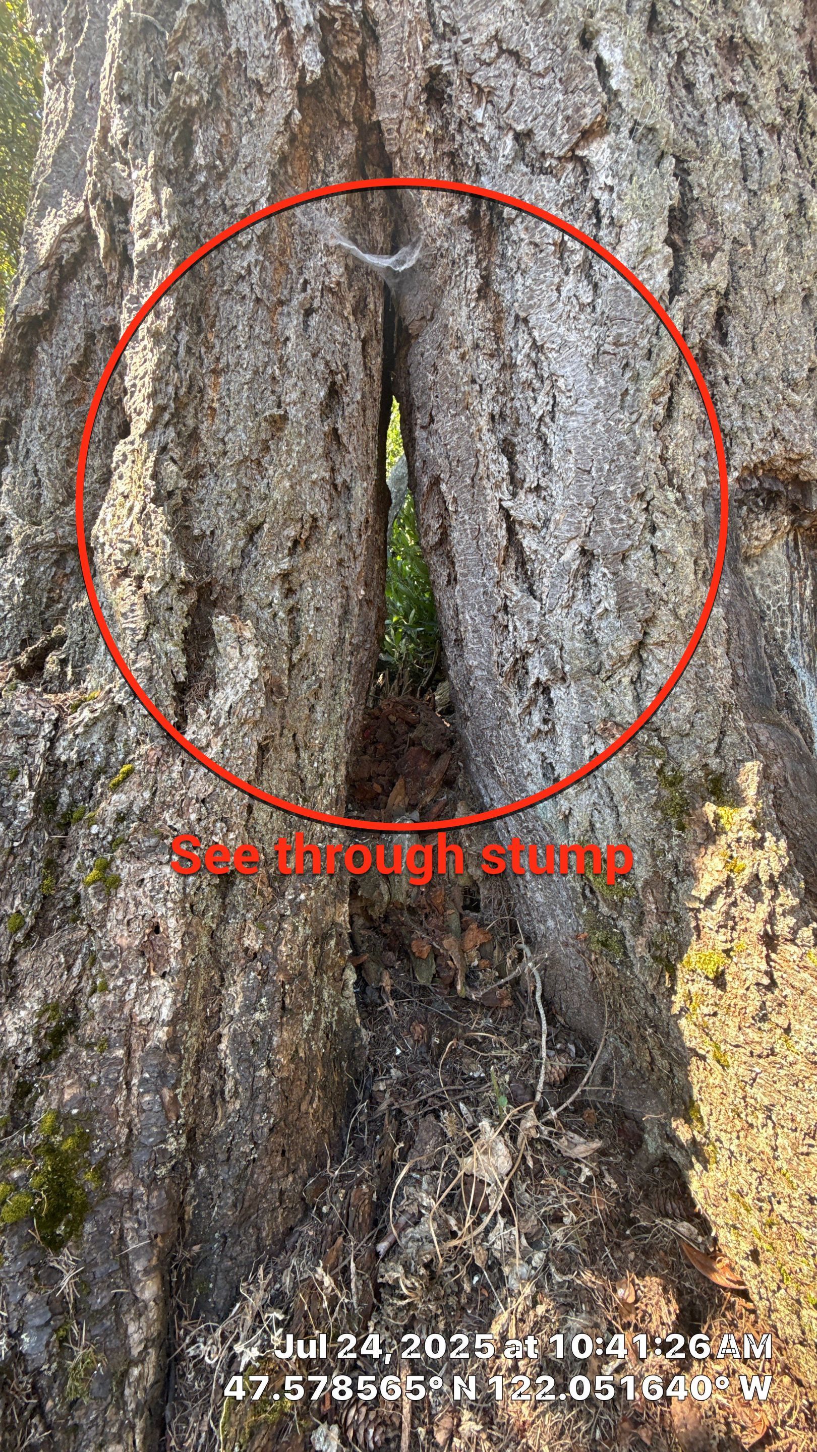 Sound Tree Care featured photo.