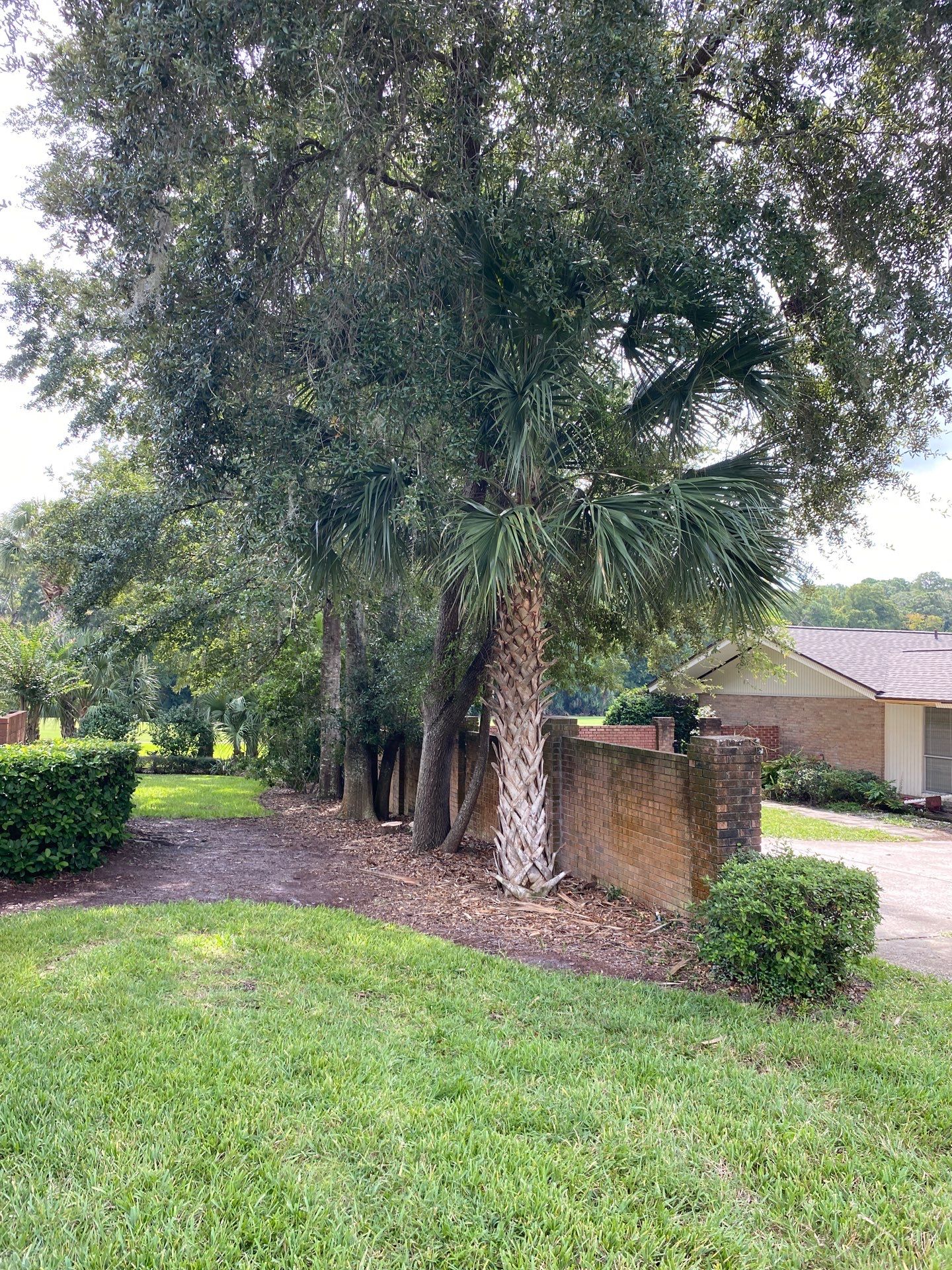 Deerwood Residence | Palm Tree Trimming by ProGreen Services
