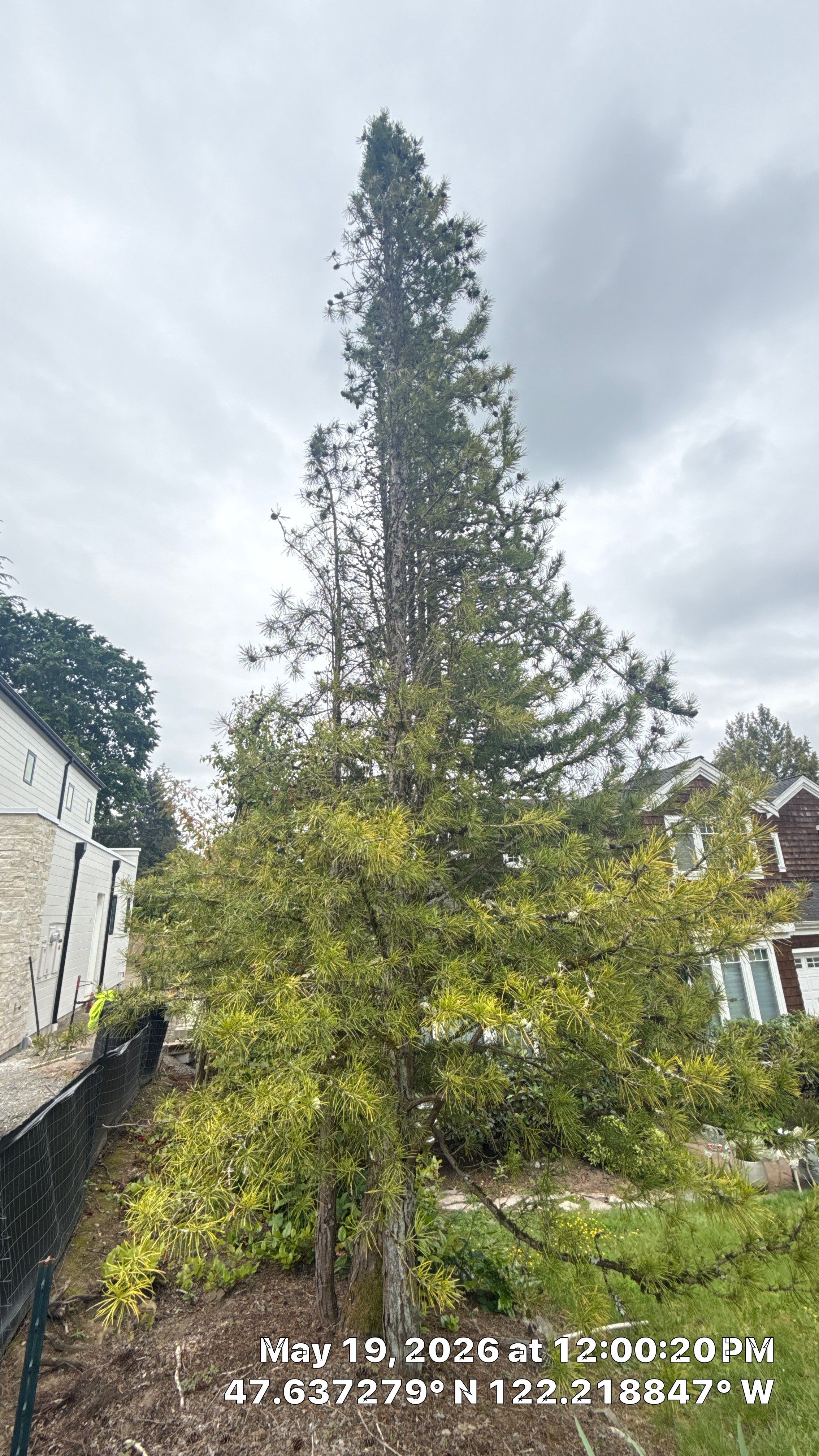 Construction Impact Assessment and Tree Evaluation in Clyde Hill by Sound Tree Care LLC