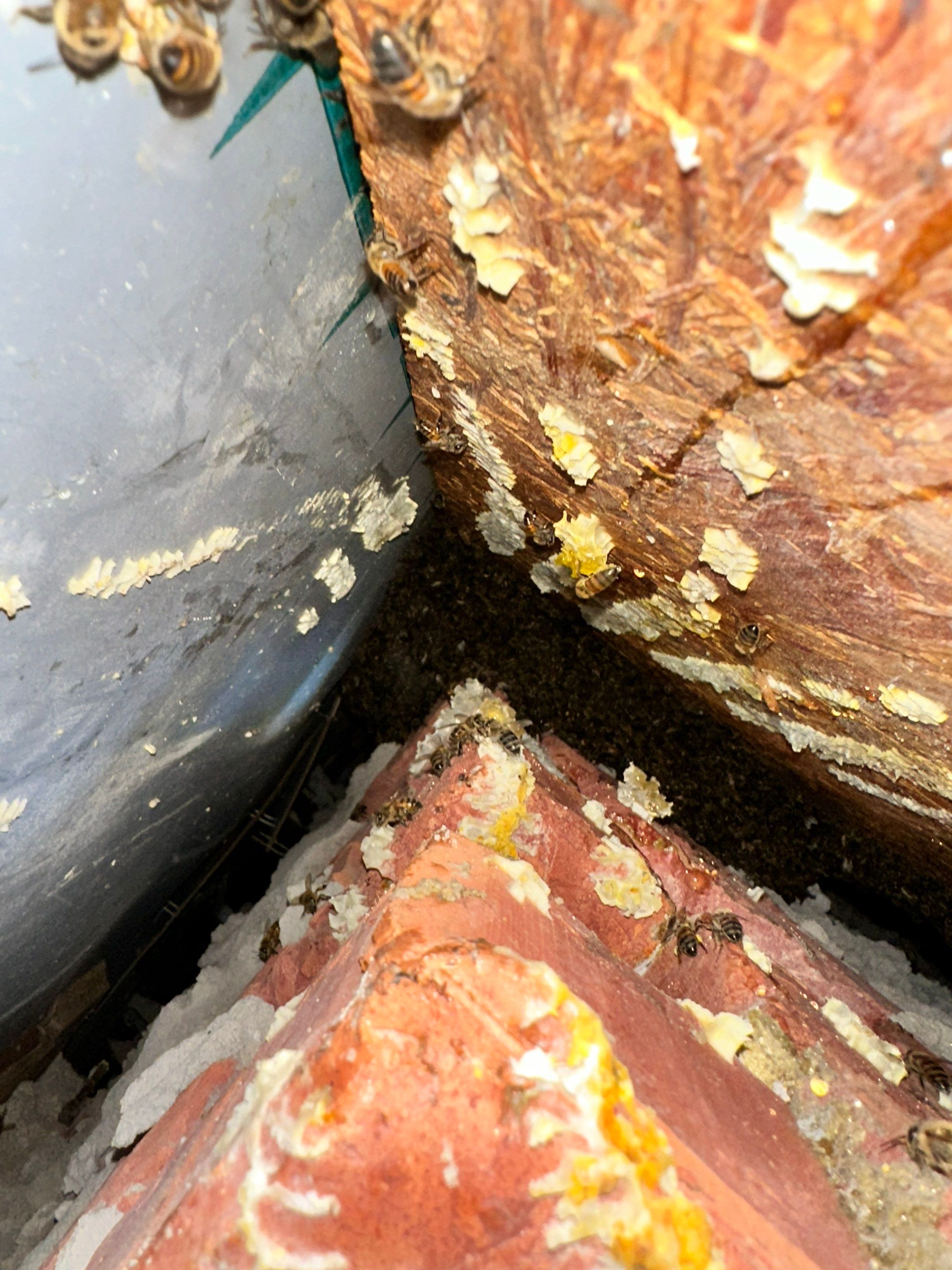 Bees Behind Bricks by Rockwall Honey Bee Company