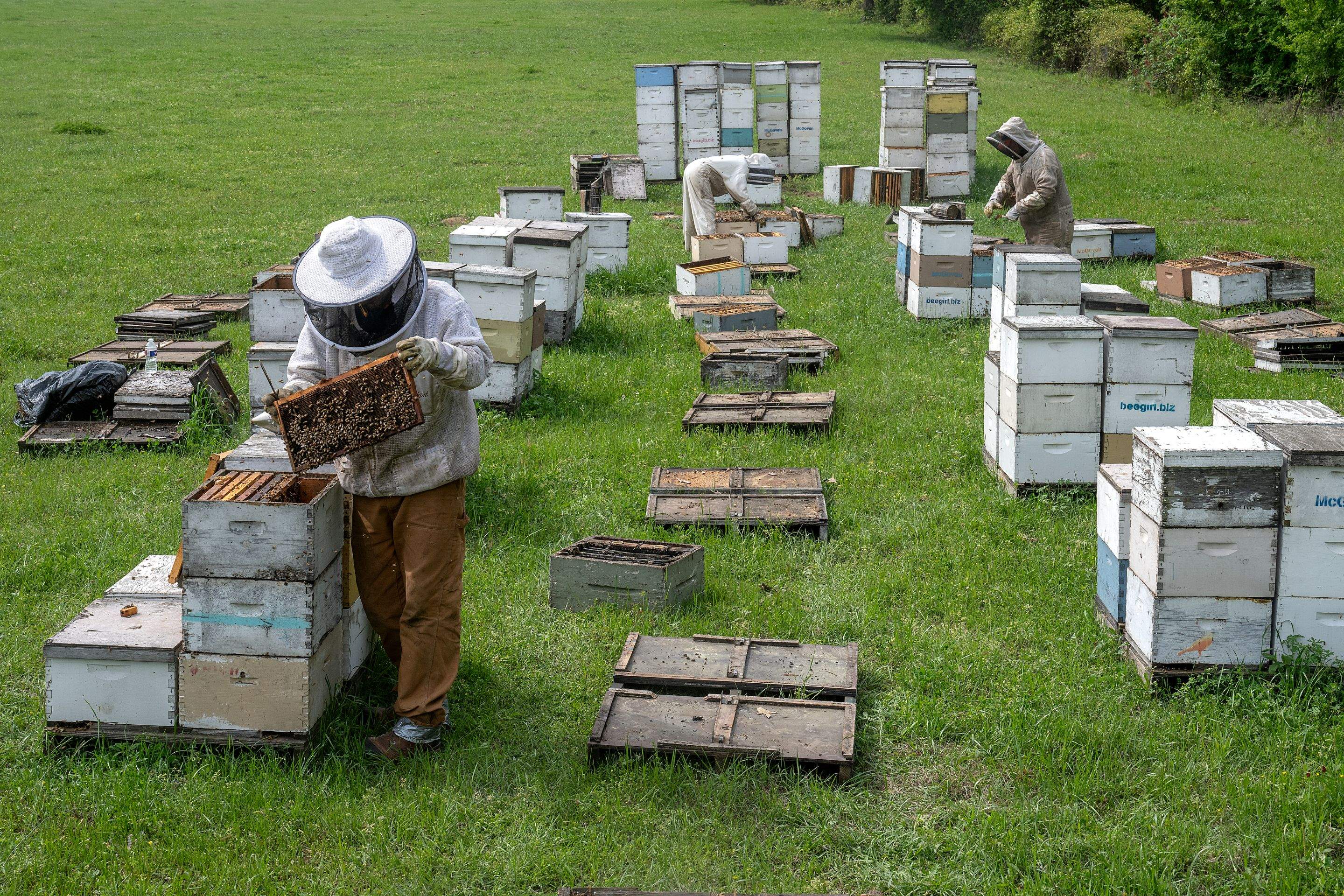Splits in East Texas by Rockwall Honey Bee Company