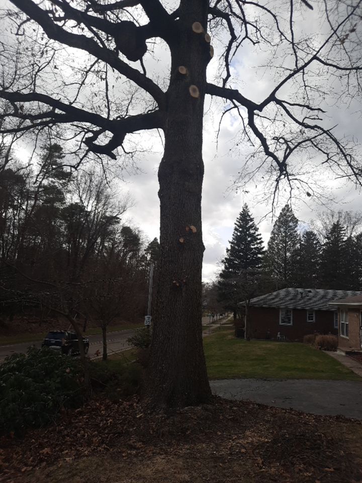 Tree Trimming using Tree Pruing by Mike Jones & Sons Tree Service LLC 