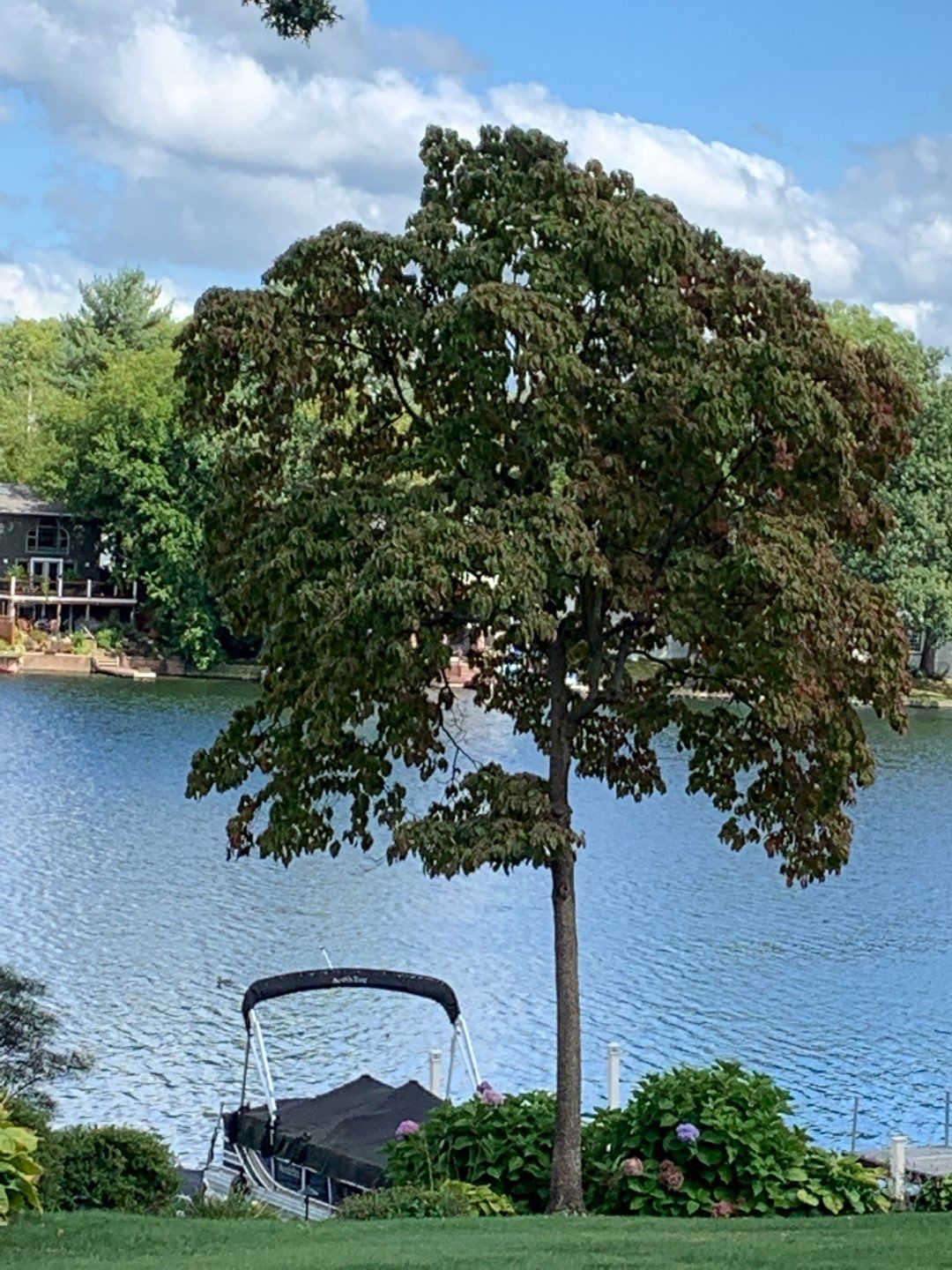 Tree Trimming using Tree Pruing by Mike Jones & Sons Tree Service LLC 