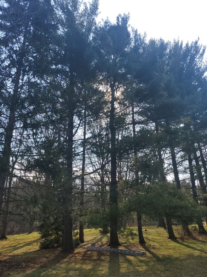 Tree Removal using Tree Removal by Mike Jones & Sons Tree Service LLC 