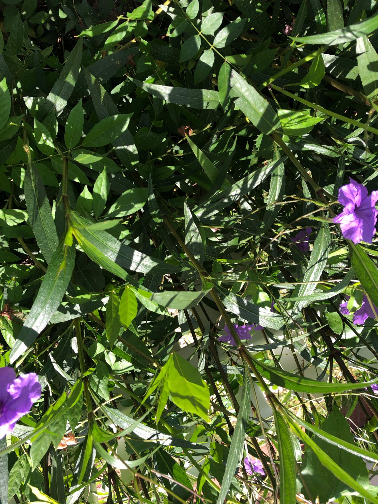 Extreme Clean Up - Landscape Install | Residential by ProGreen Services