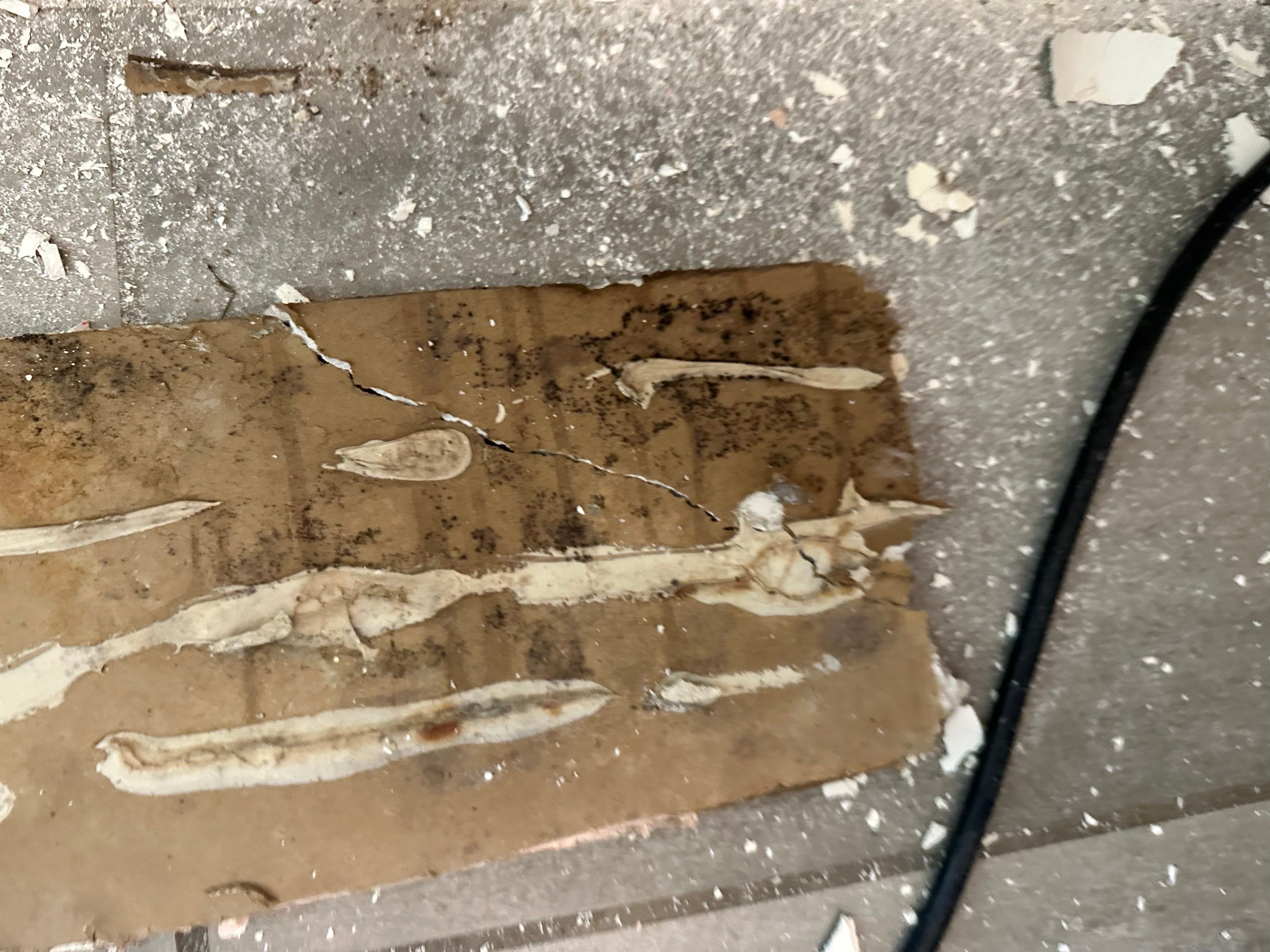 Water Damage in Denver, CO by Alpha Restoration 
