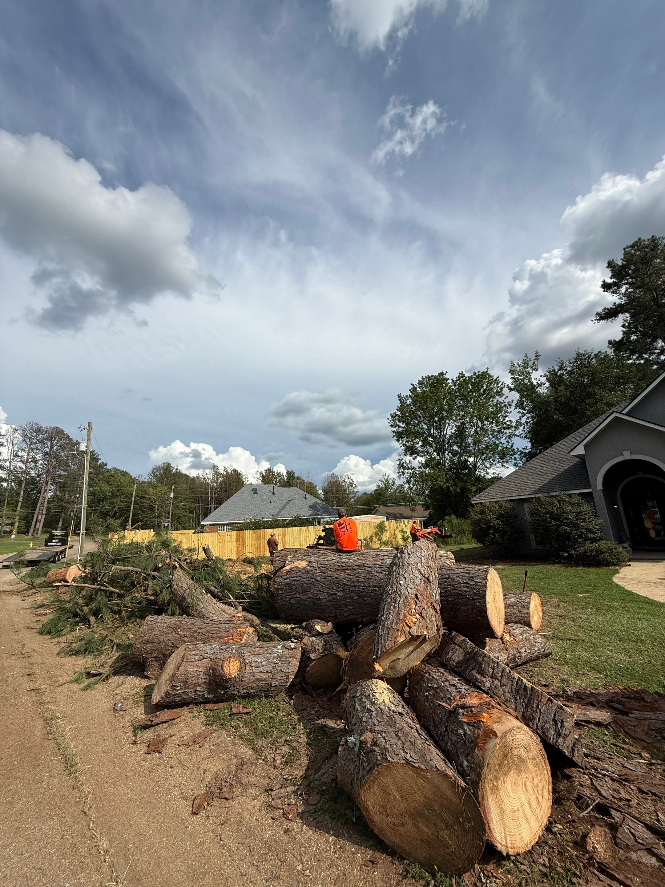 Pine Tree Removal by American Arbor