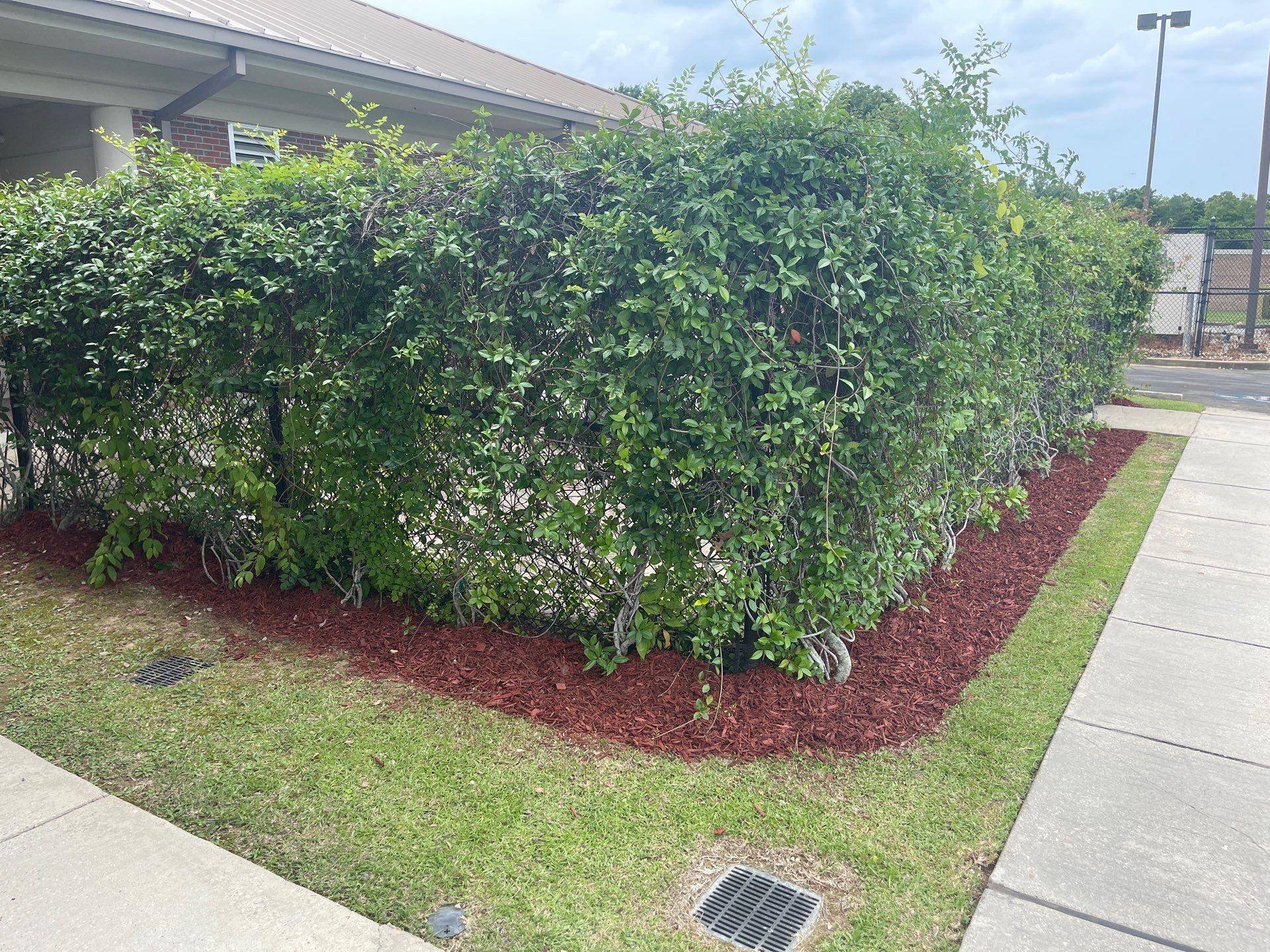 COMMERCIAL: BED CLEAN / MULCH INSTALL  by CutScape, LLC.