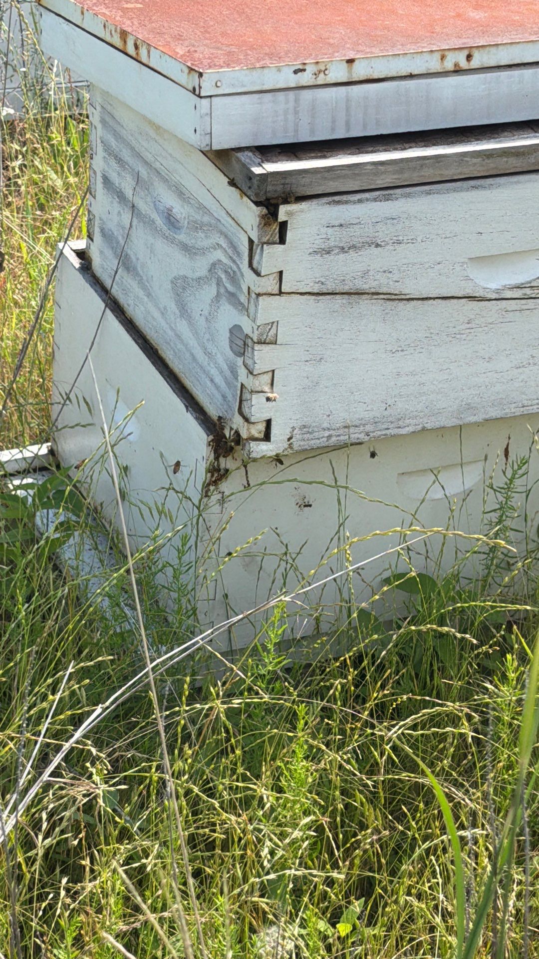 Baseball Diamond Apiary by Rockwall Honey Bee Company