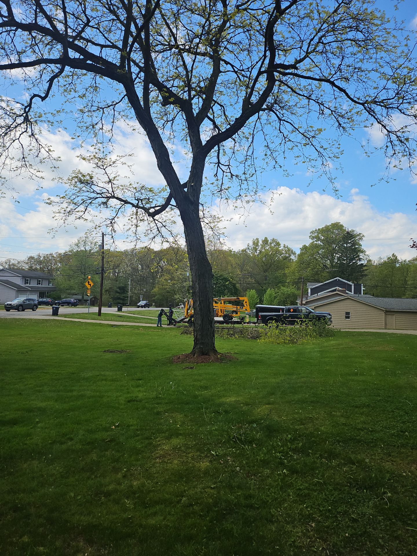 Tree Trimming using Tree Pruing by Mike Jones & Sons Tree Service LLC 