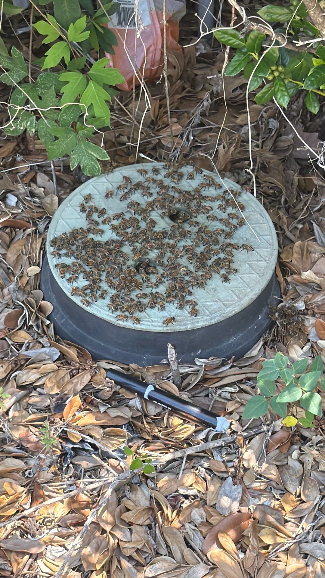 Bees in a box (in the ground) by Rockwall Honey Bee Company