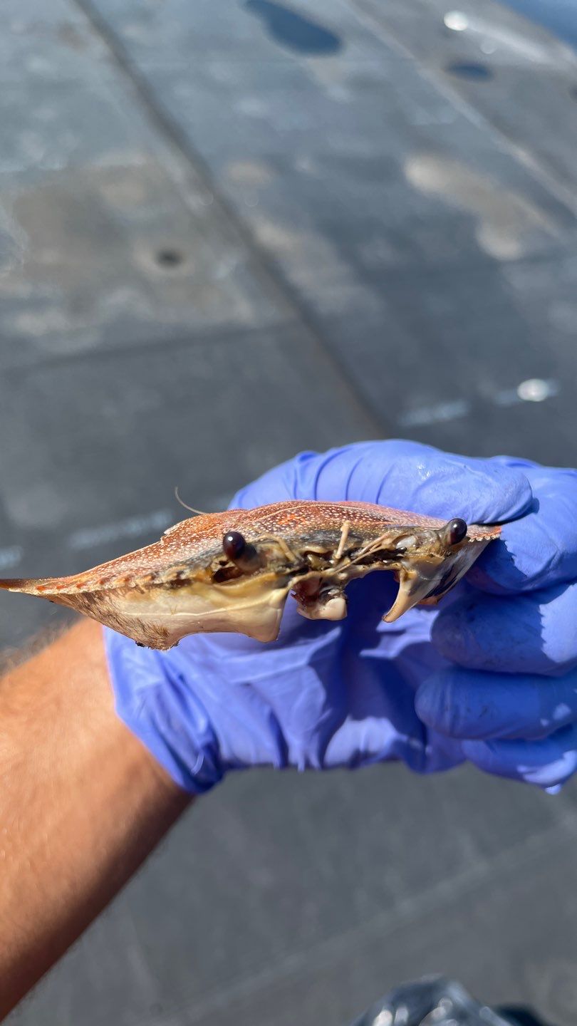 Zachry Nuclear Engineering, Inc. by Chaffee Roofing