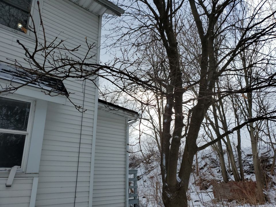 Tree Trimming using Tree Pruing by Mike Jones & Sons Tree Service LLC 