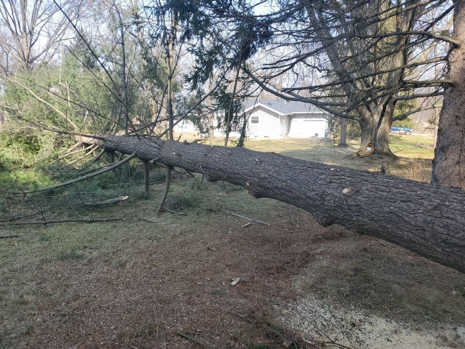 Tree Removal using Tree Removal by Mike Jones & Sons Tree Service LLC 