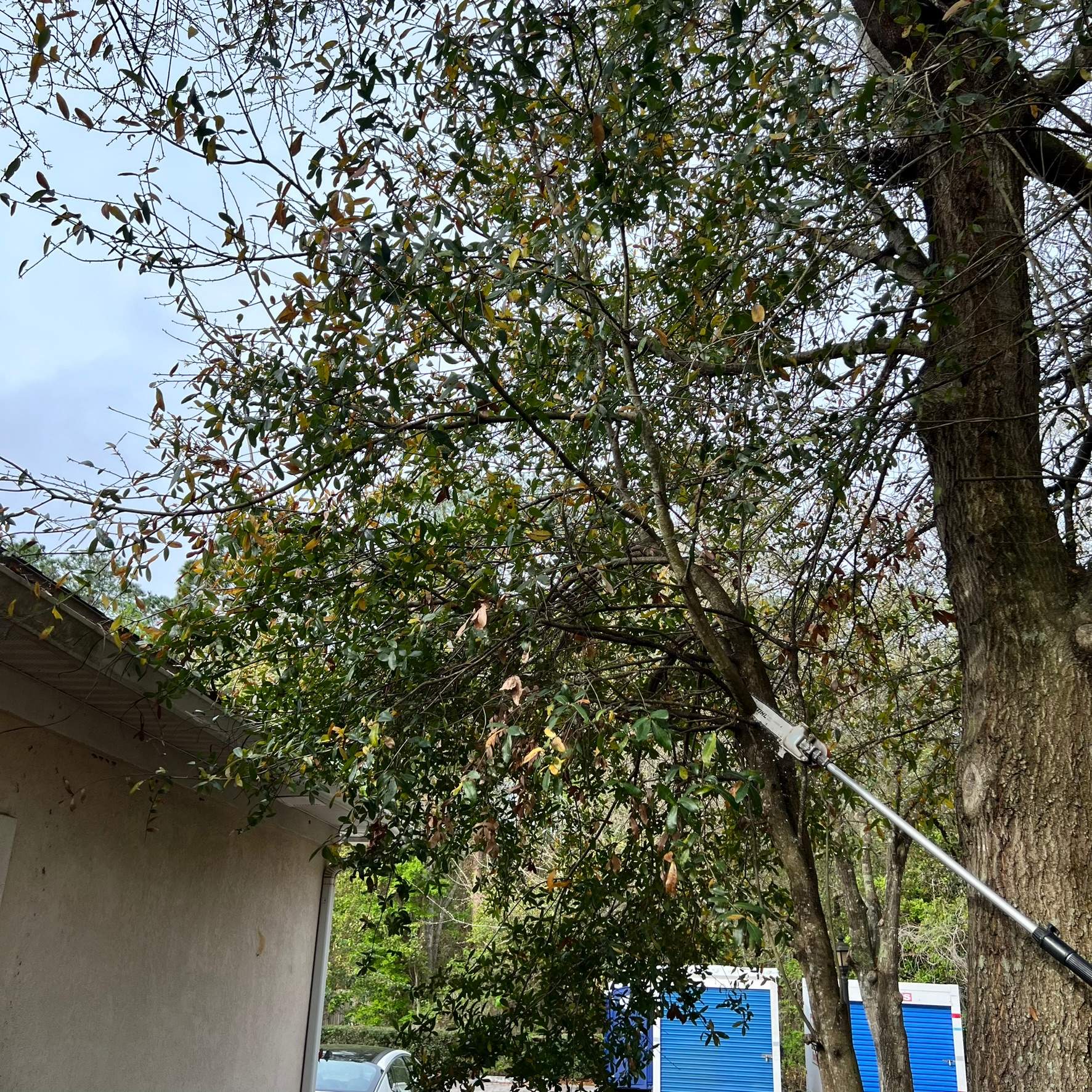 Tree Work | Great Expressions Dental by ProGreen Services