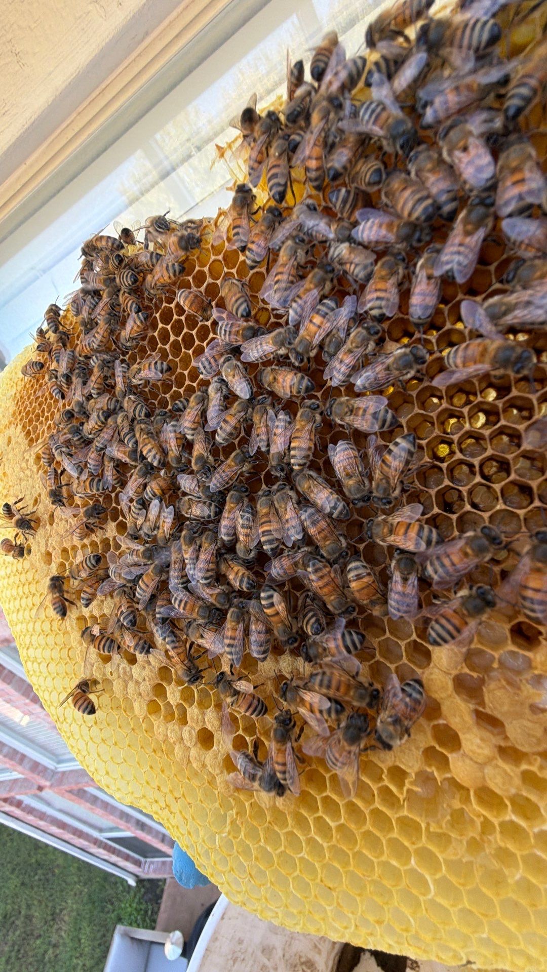 Open Air Colony in Rockwall, TX by Rockwall Honey Bee Company