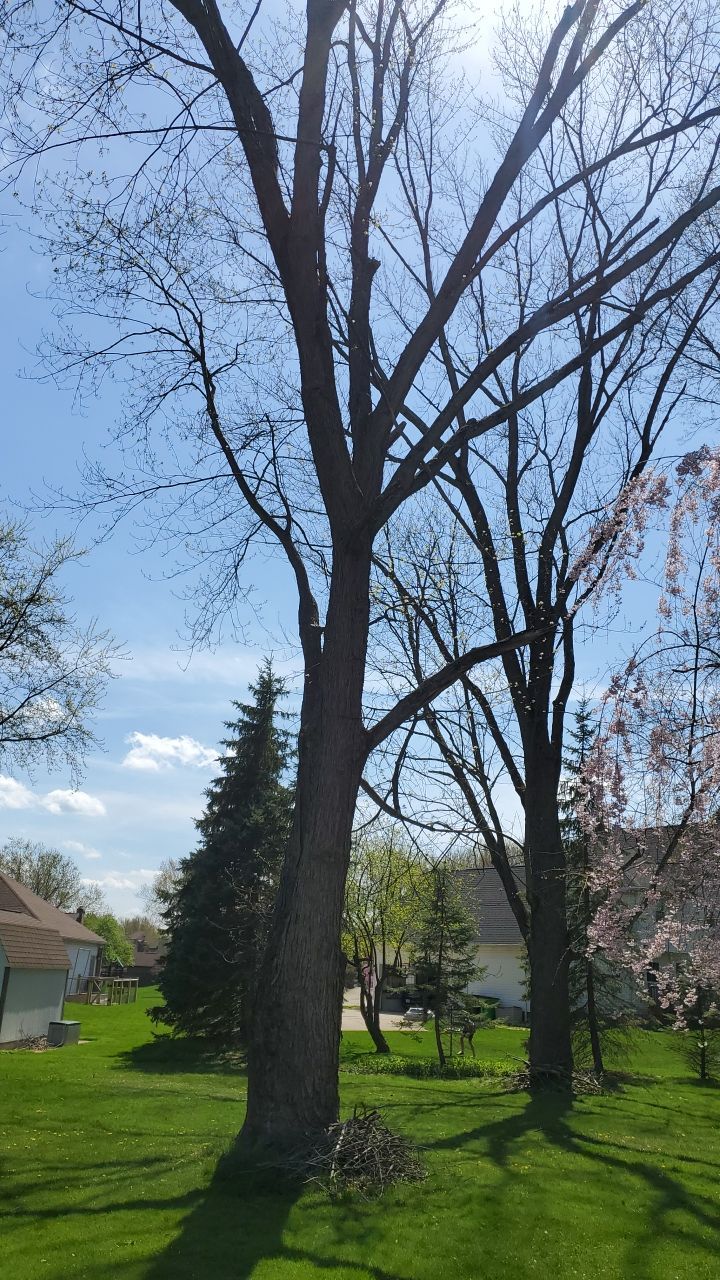 Tree Removal using Tree Removal by Mike Jones & Sons Tree Service LLC 