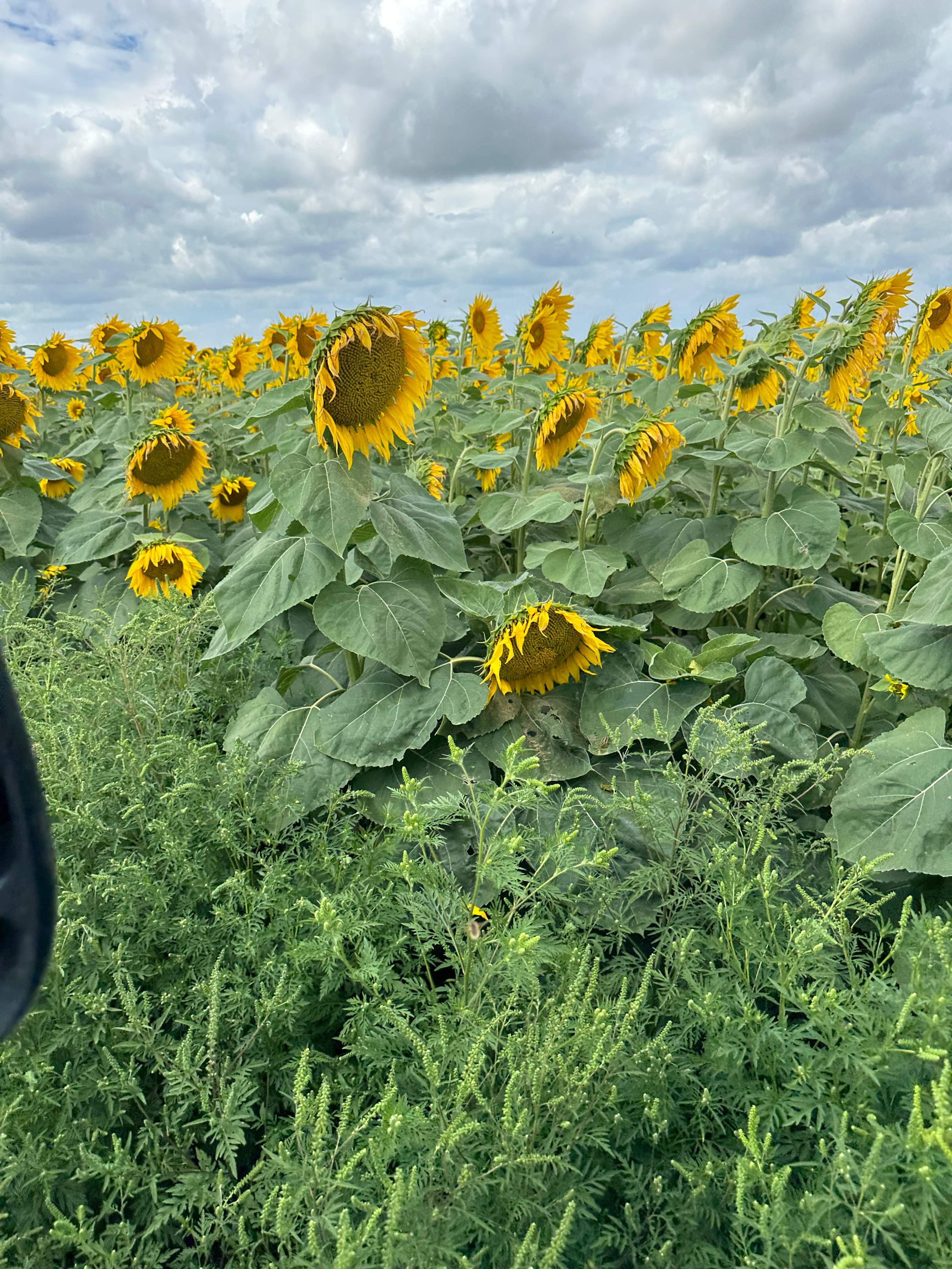 BeeGirl's Honey House in the Midwest by Rockwall Honey Bee Company