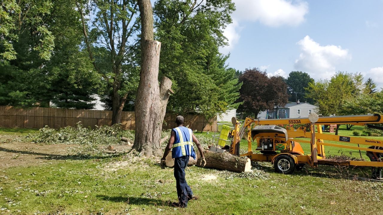 Tree Removal by Mike Jones & Sons Tree Service LLC 
