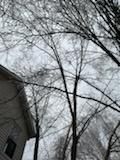 Tree Removal using Tree Removal by Mike Jones & Sons Tree Service LLC 