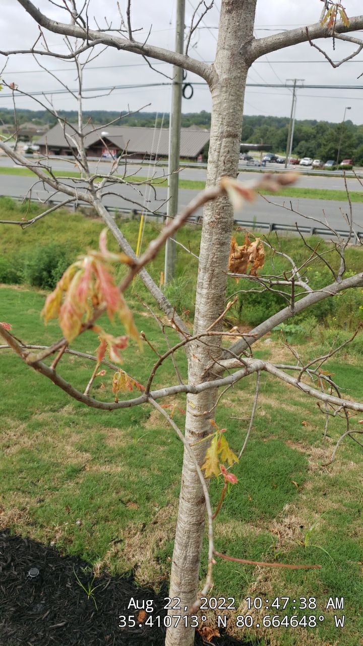 Harris Teeter Fuel Station Project Concord NC - (Commercial) by Carolina-Metro Landscape, Inc