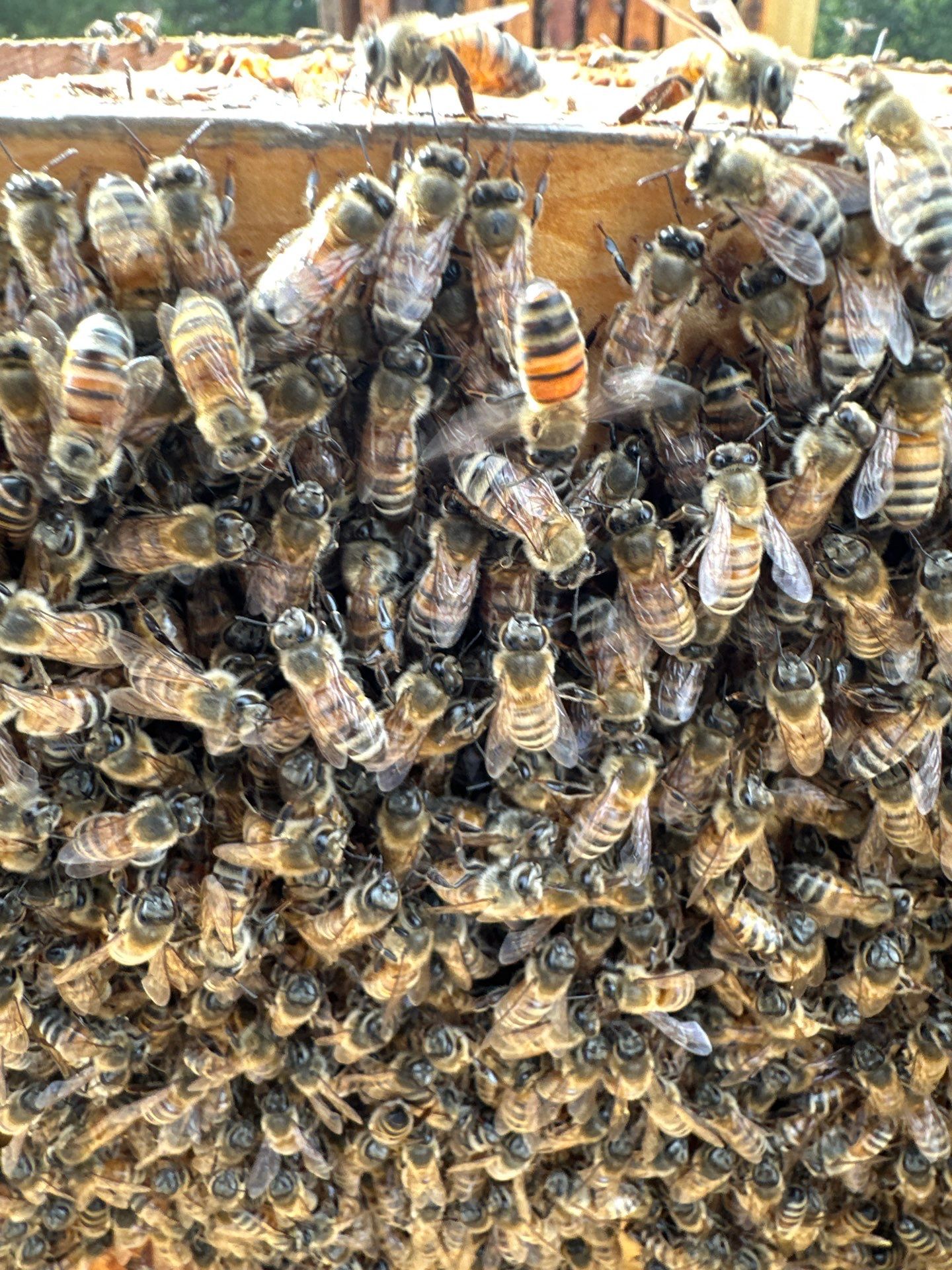 Urban Bees in Richardson by Rockwall Honey Bee Company