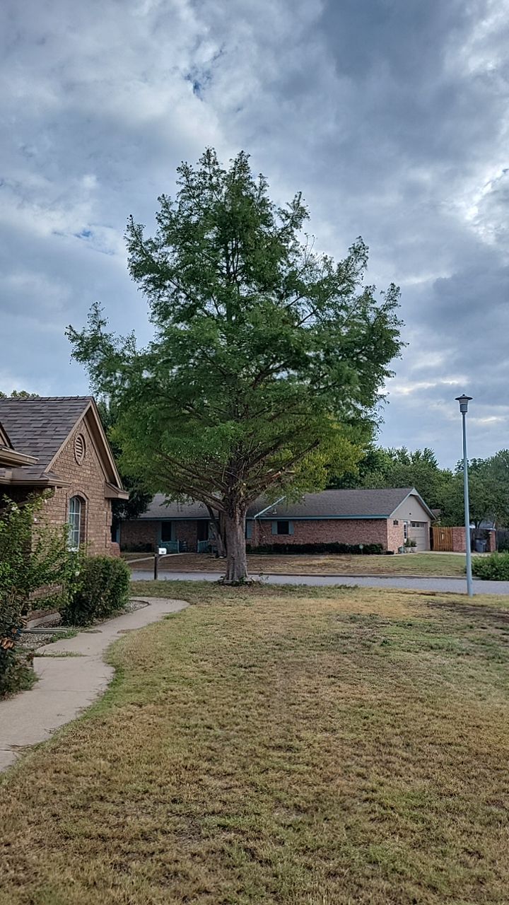 Tree removal , Concrete, Pergola, and sod install  by Clays Services Inc