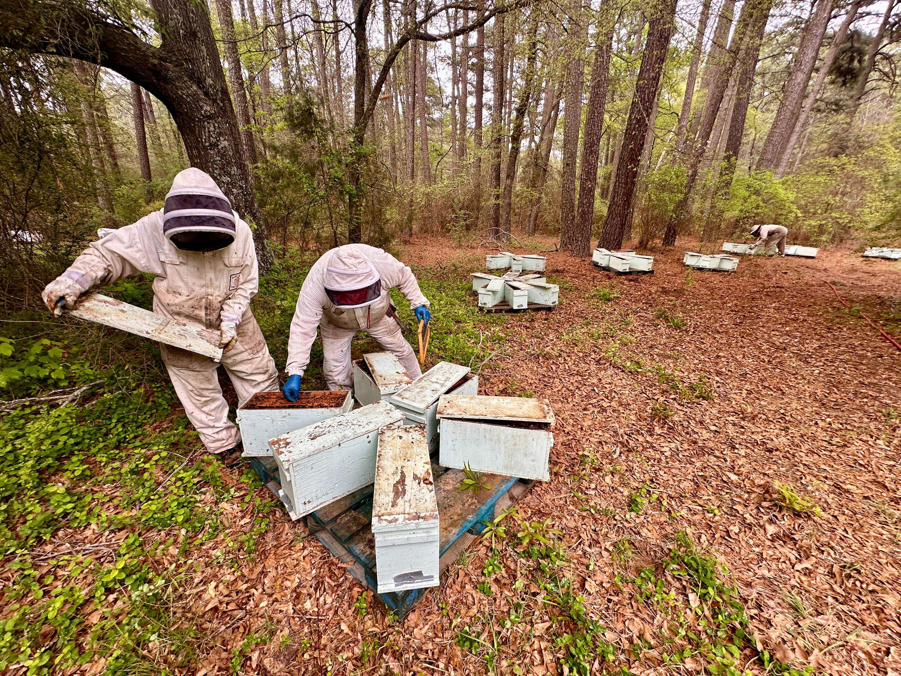 Tree Farm Apiary by Rockwall Honey Bee Company