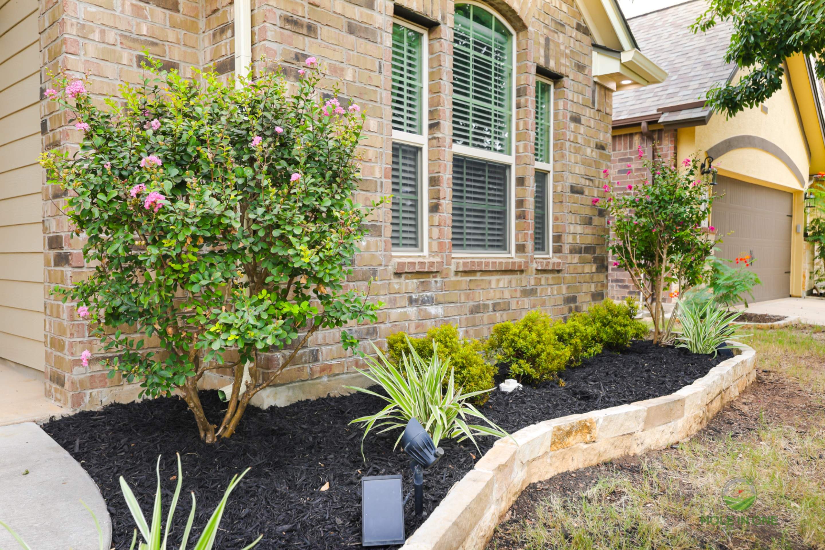 Wortham Oak, San Antonio Tx. by Hole In One Lawns, LLC