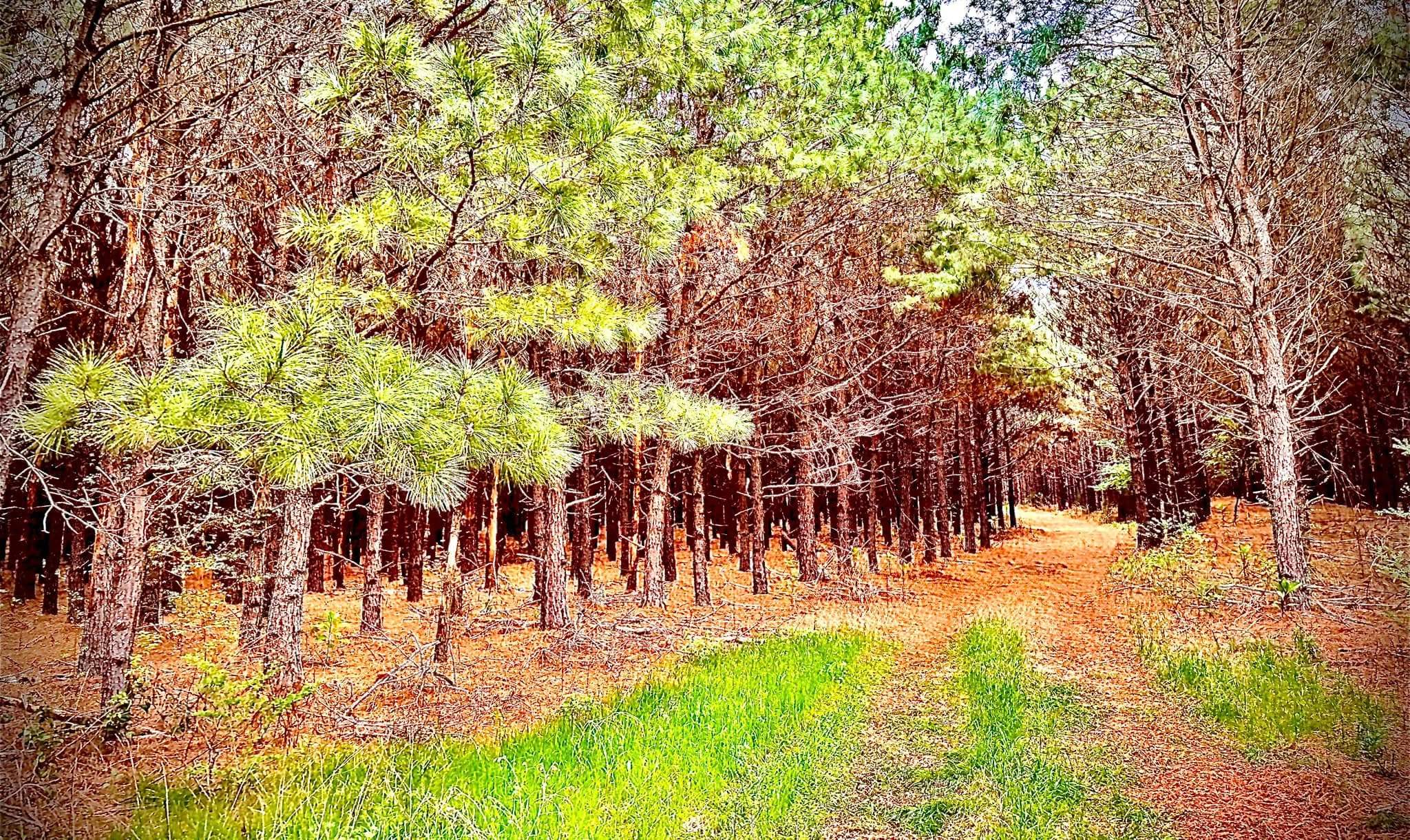 Tree Farm Apiary by Rockwall Honey Bee Company