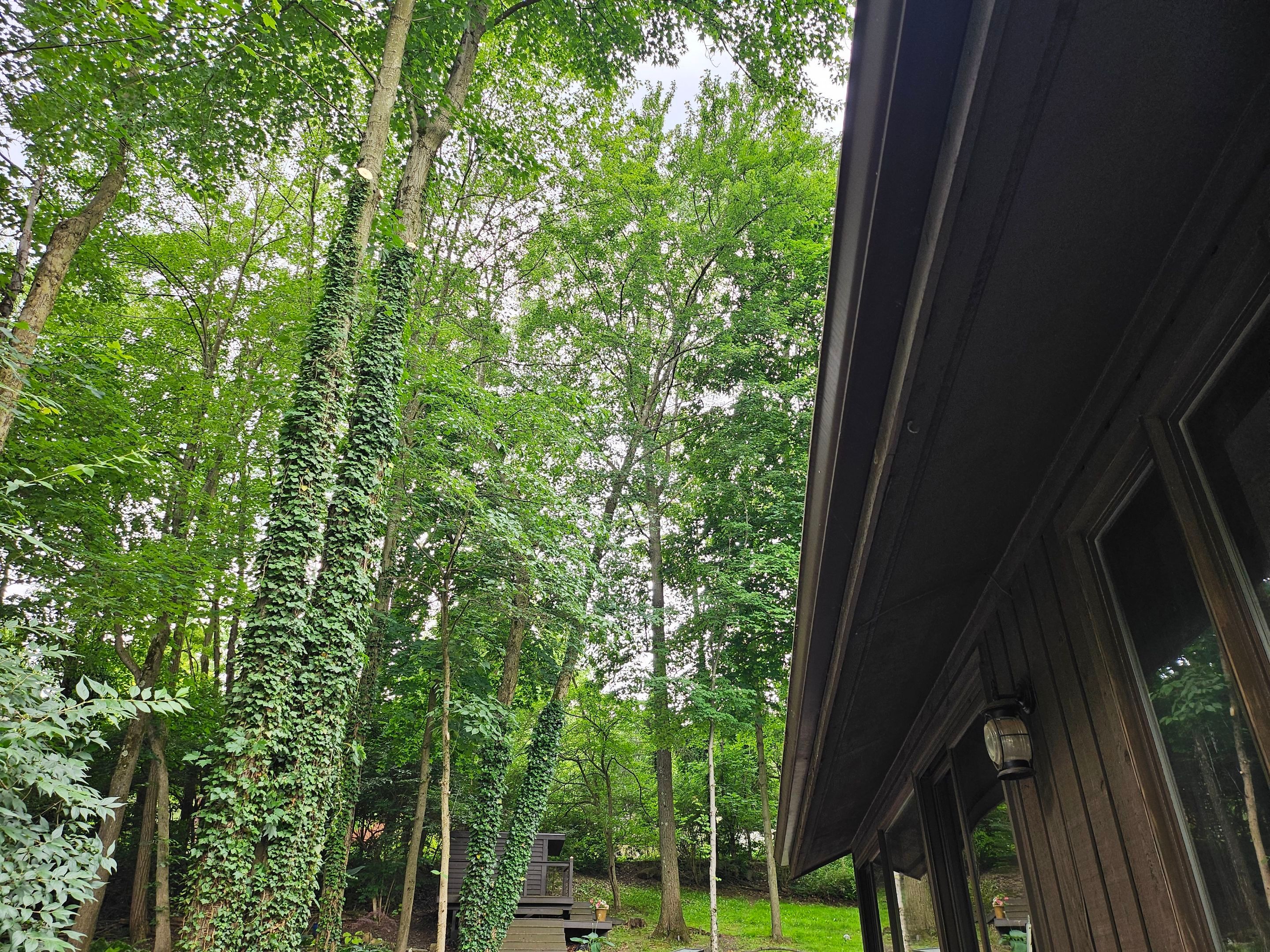 Tree Trimming using Tree Pruing by Mike Jones & Sons Tree Service LLC 