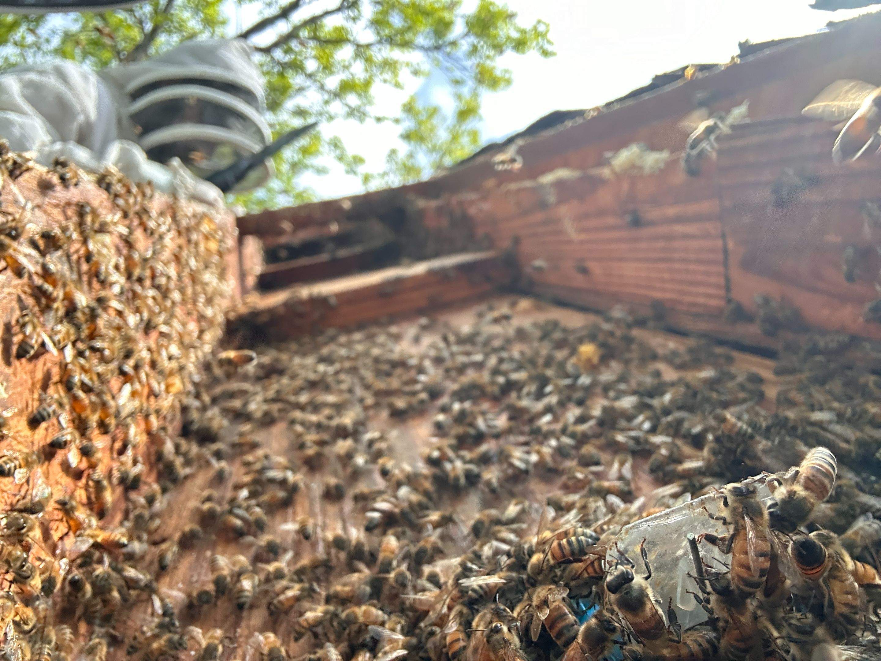 Commercial Roof by Rockwall Honey Bee Company