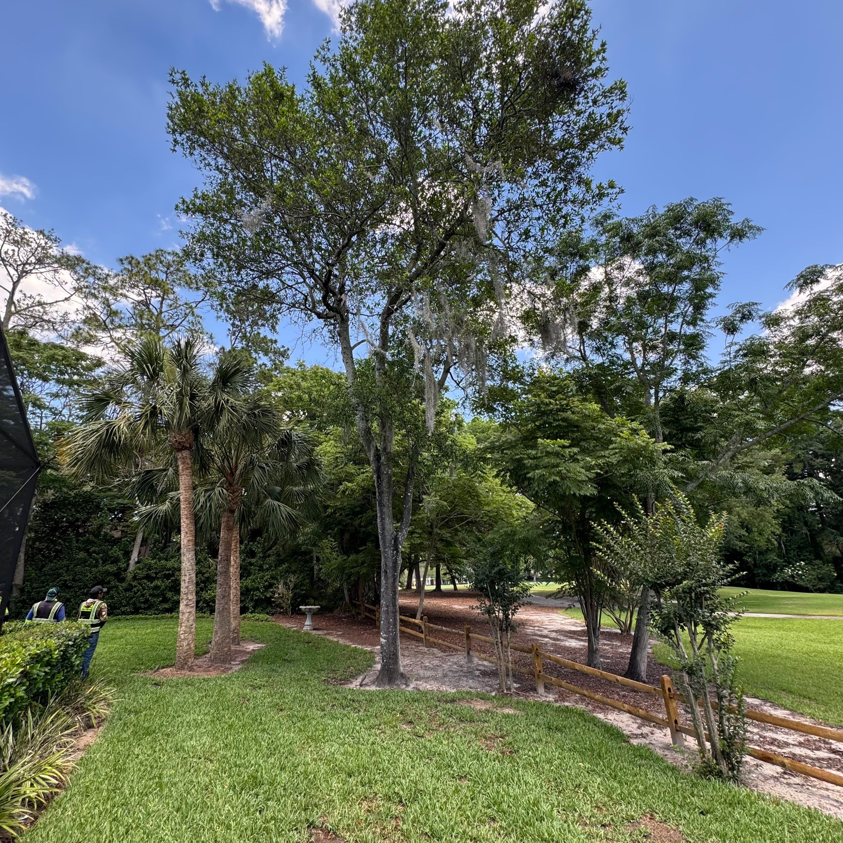 Deerwood Resident | Tree Removal by ProGreen Services