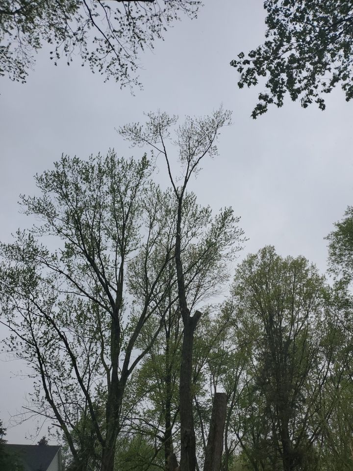 Tree Removal using Tree Removal by Mike Jones & Sons Tree Service LLC 