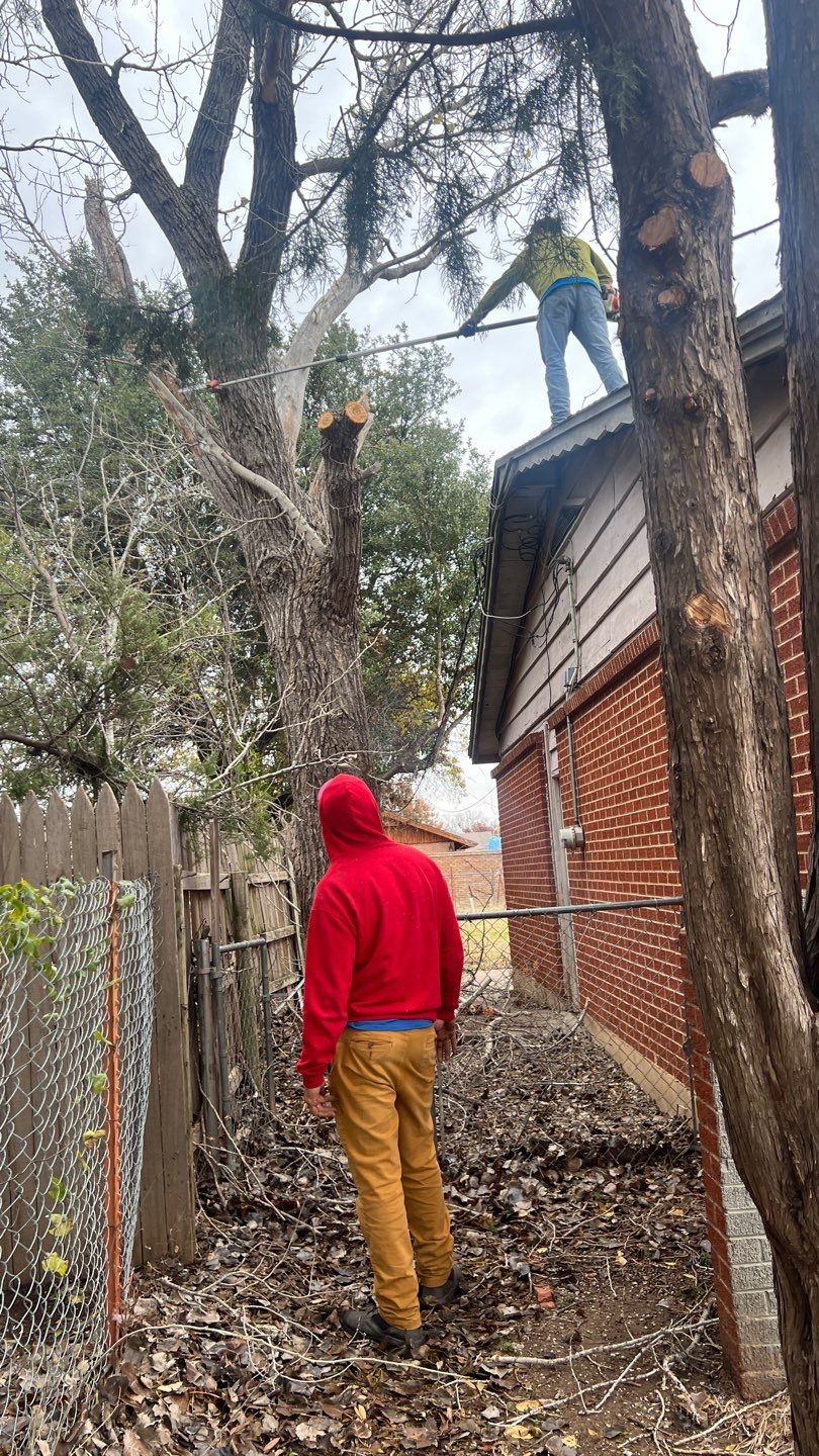 Tree Removal using Chainsaws by Clays Services Inc
