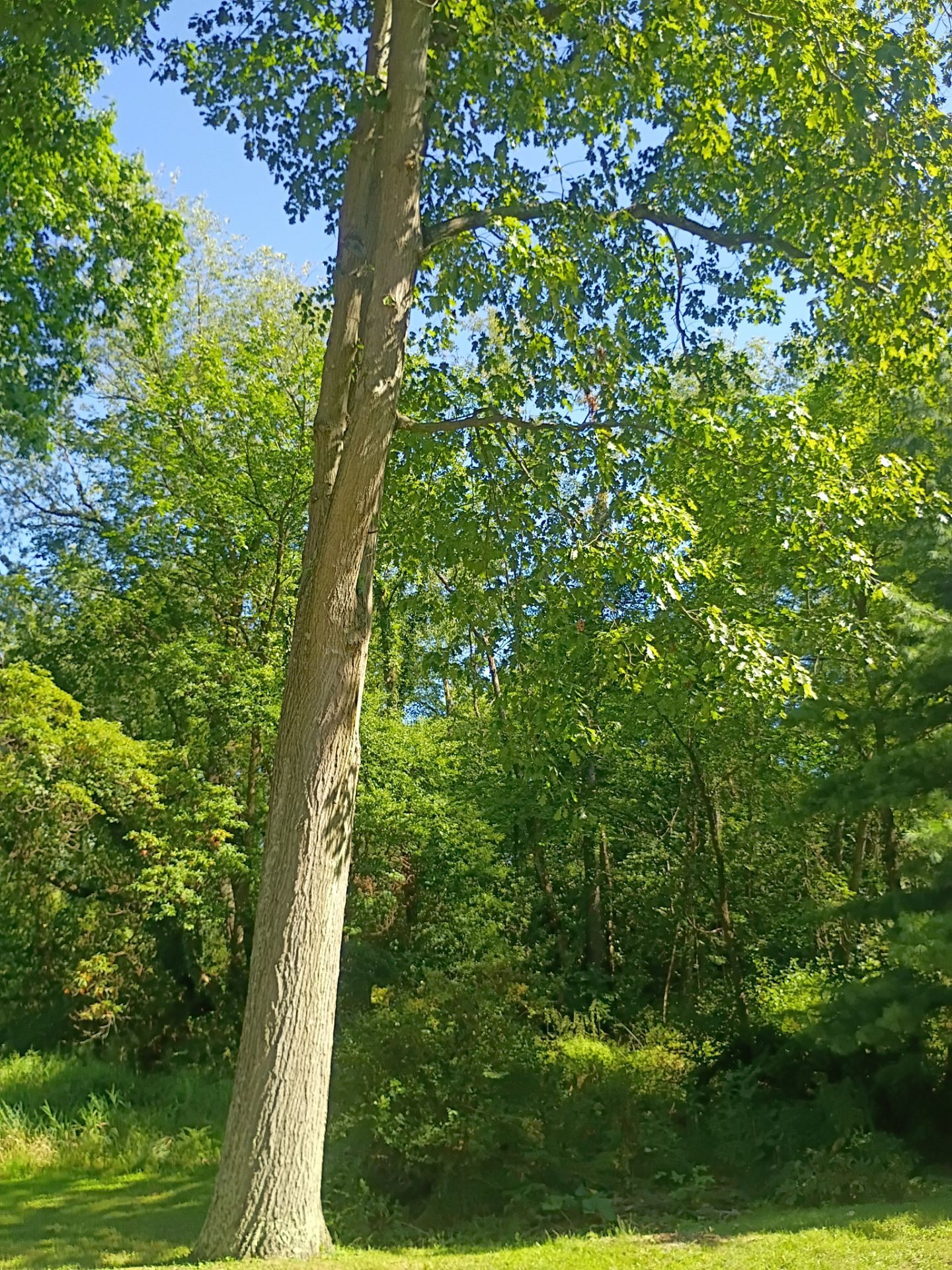 Tree Trimming & Tree Removal in Akron Ohio by Mike Jones & Sons Tree Service LLC 
