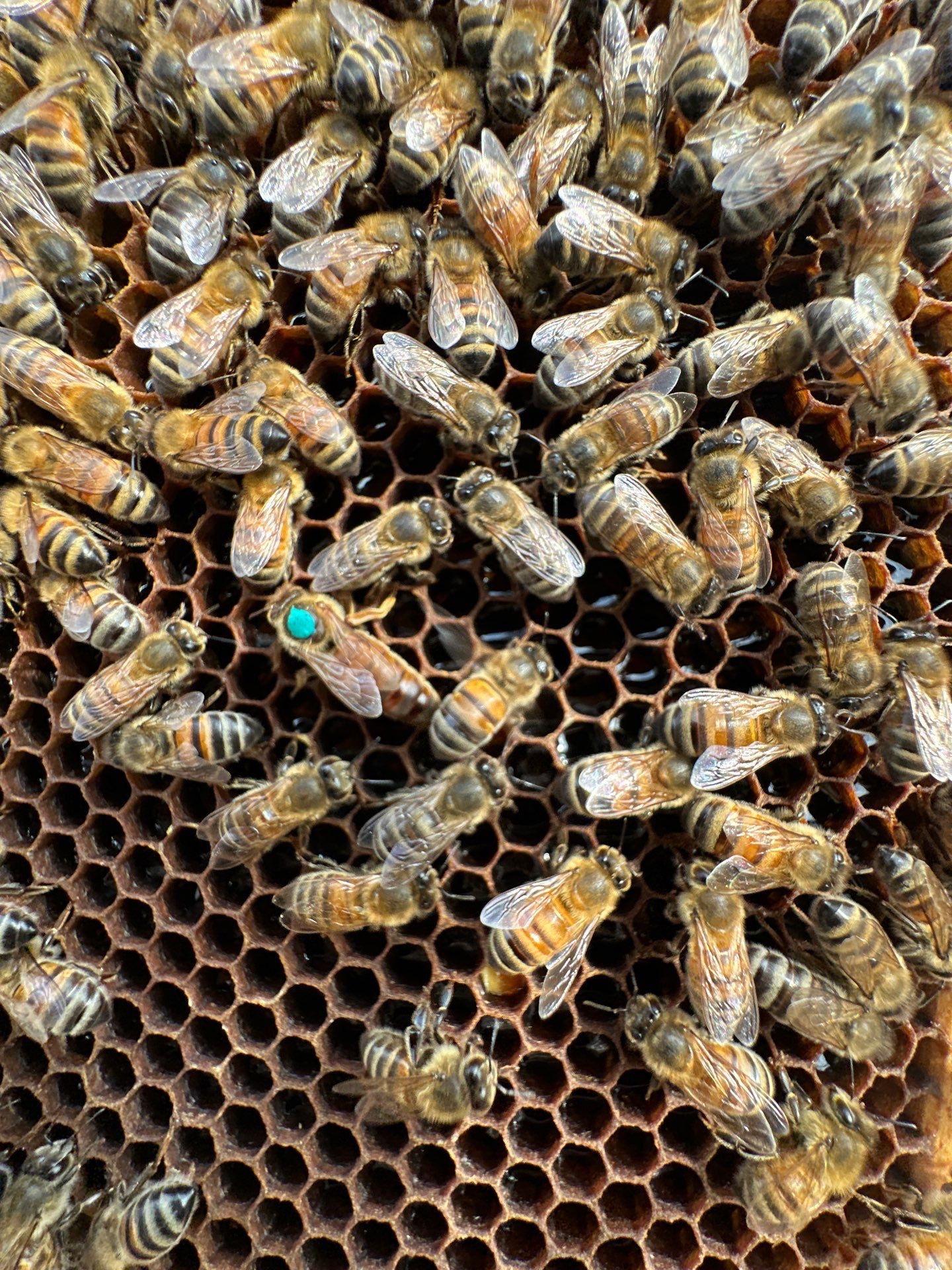 Ag. Exemption Client in Wylie by Rockwall Honey Bee Company