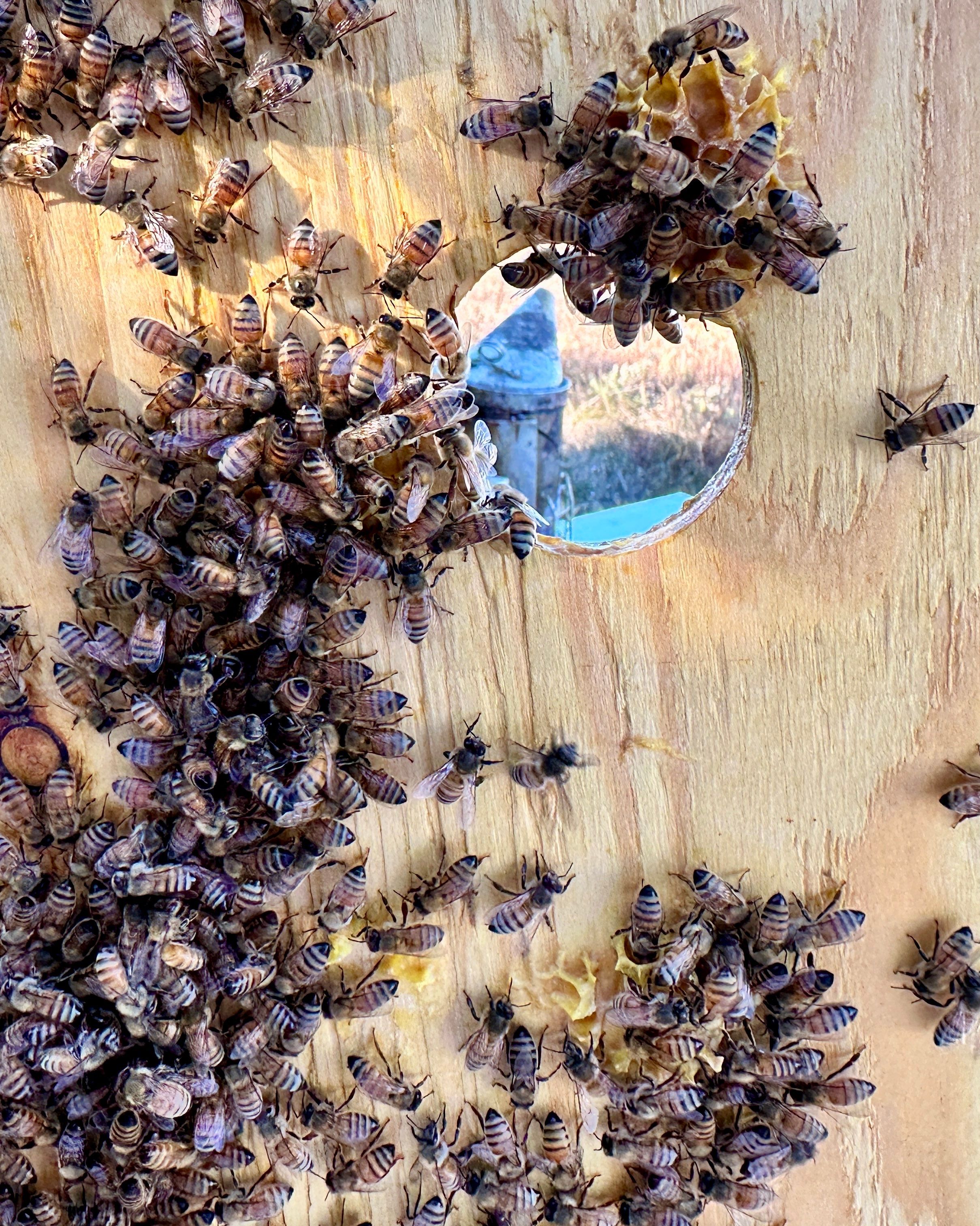Honey-Maker Apiary in Greenville by Rockwall Honey Bee Company