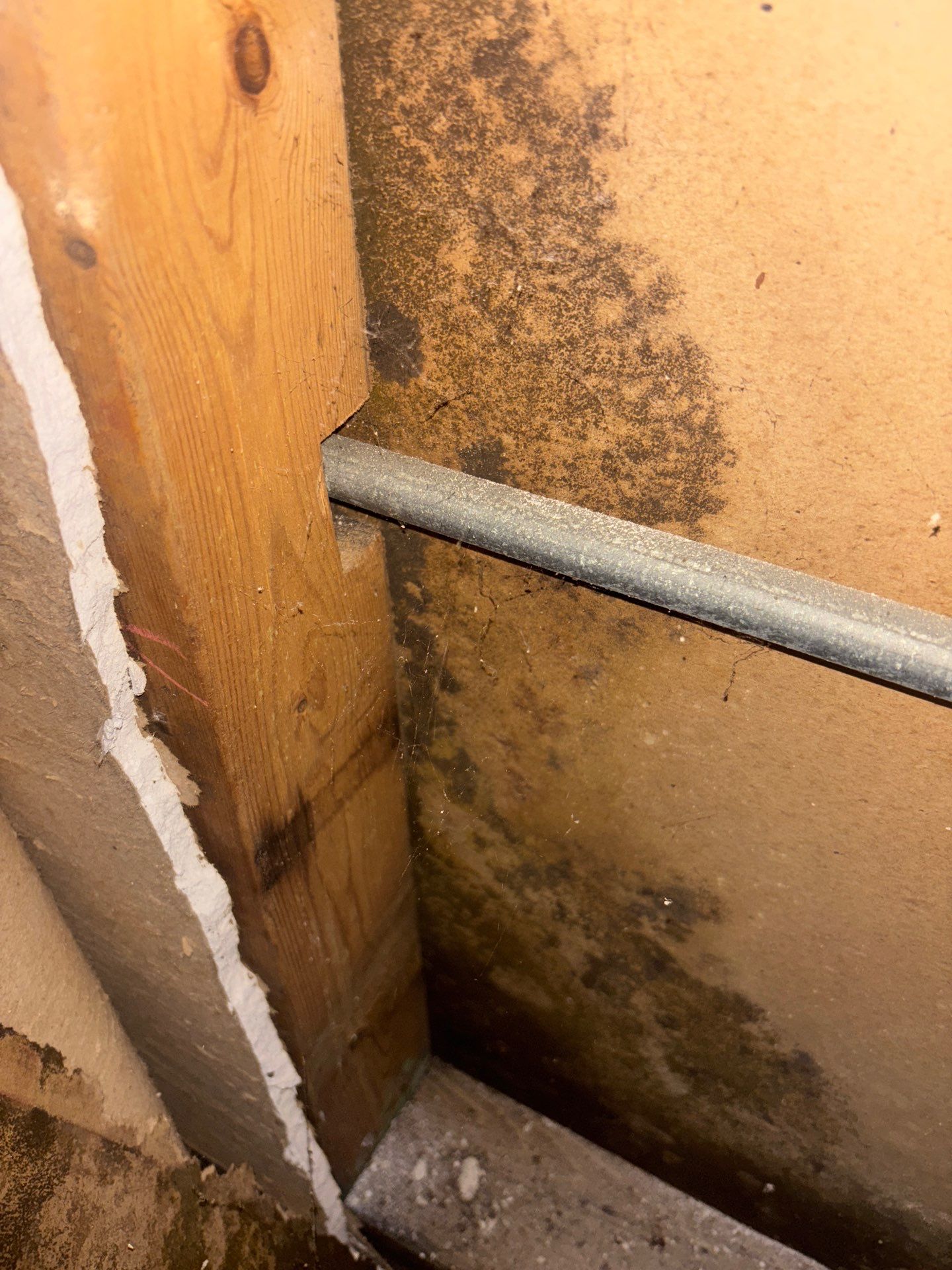Commercial Mold Damage In Sarasota by Ampm Restoration Services