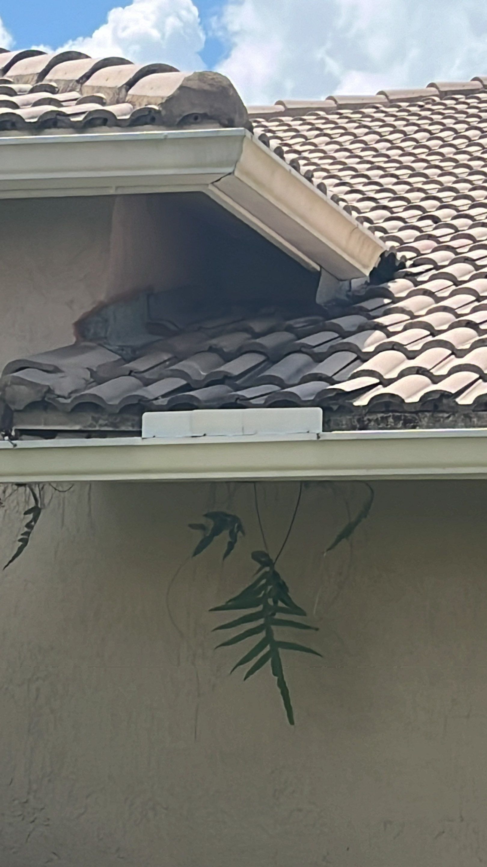 Roof repair due to bird-related damage by The Goat Contractor ( Giampri Corp)