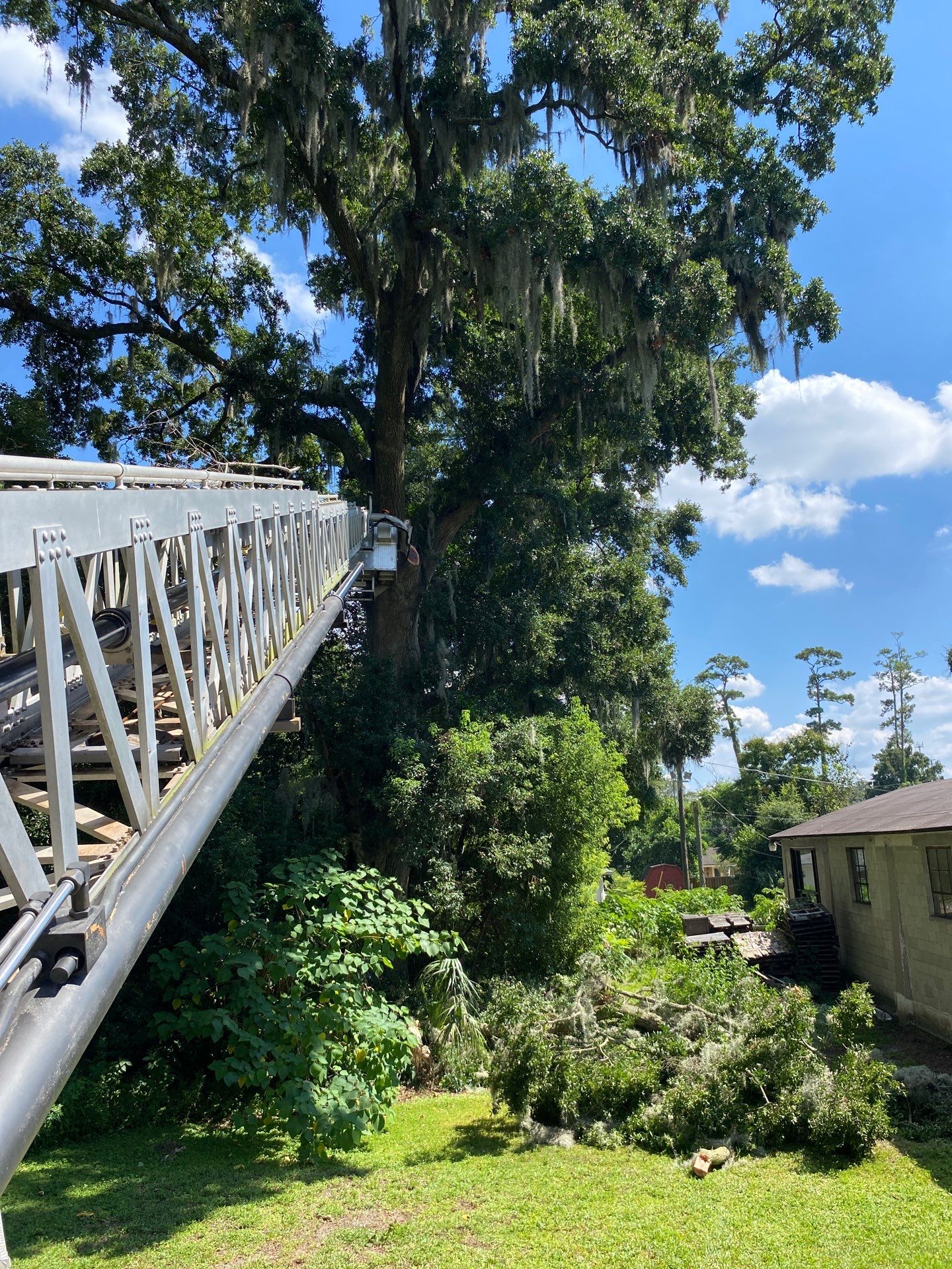 Commercial Property | Clean Up & Tree Removal by ProGreen Services