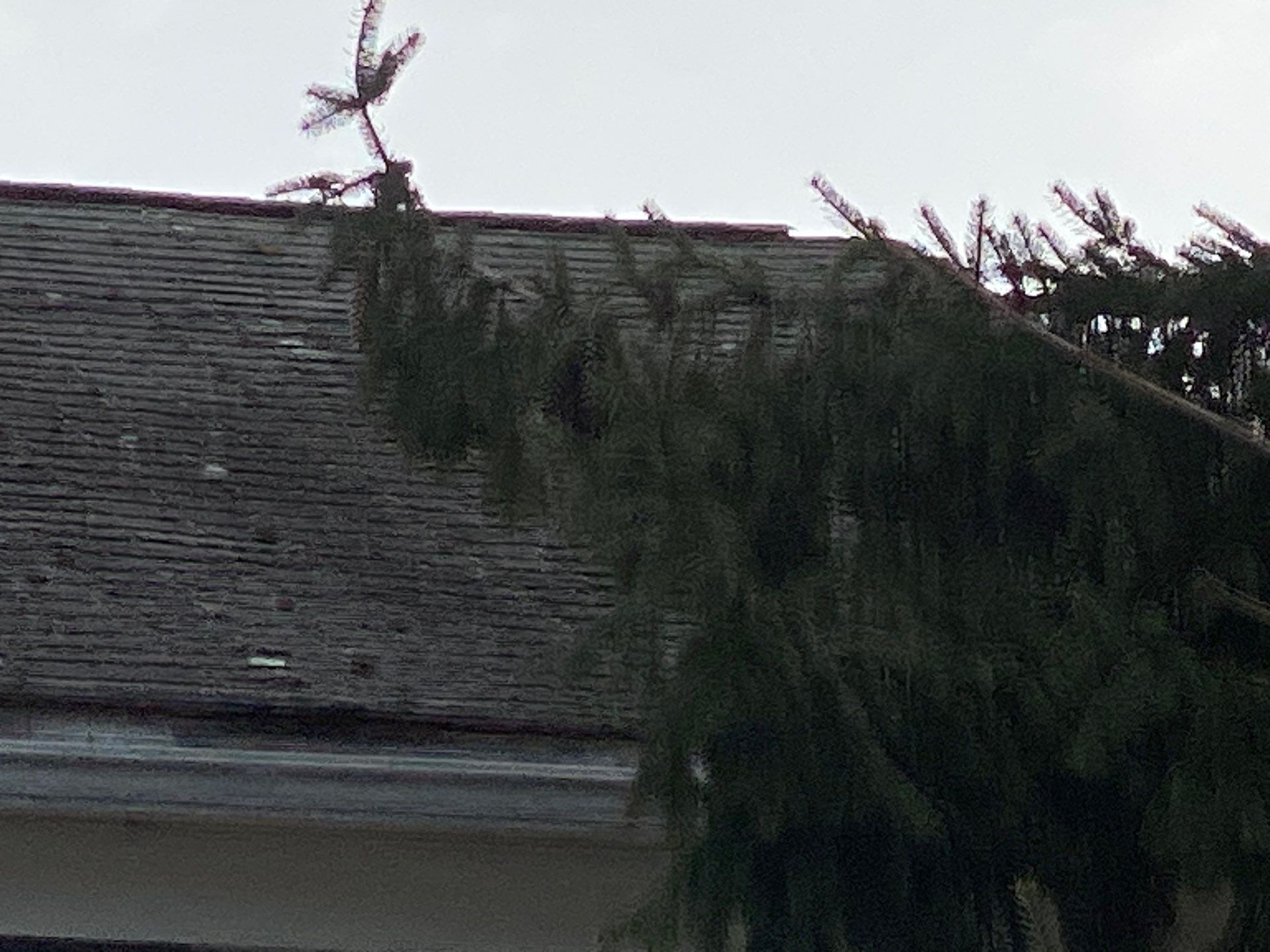 Project in Lexington by Mighty Dog Roofing of Greater Middlesex County