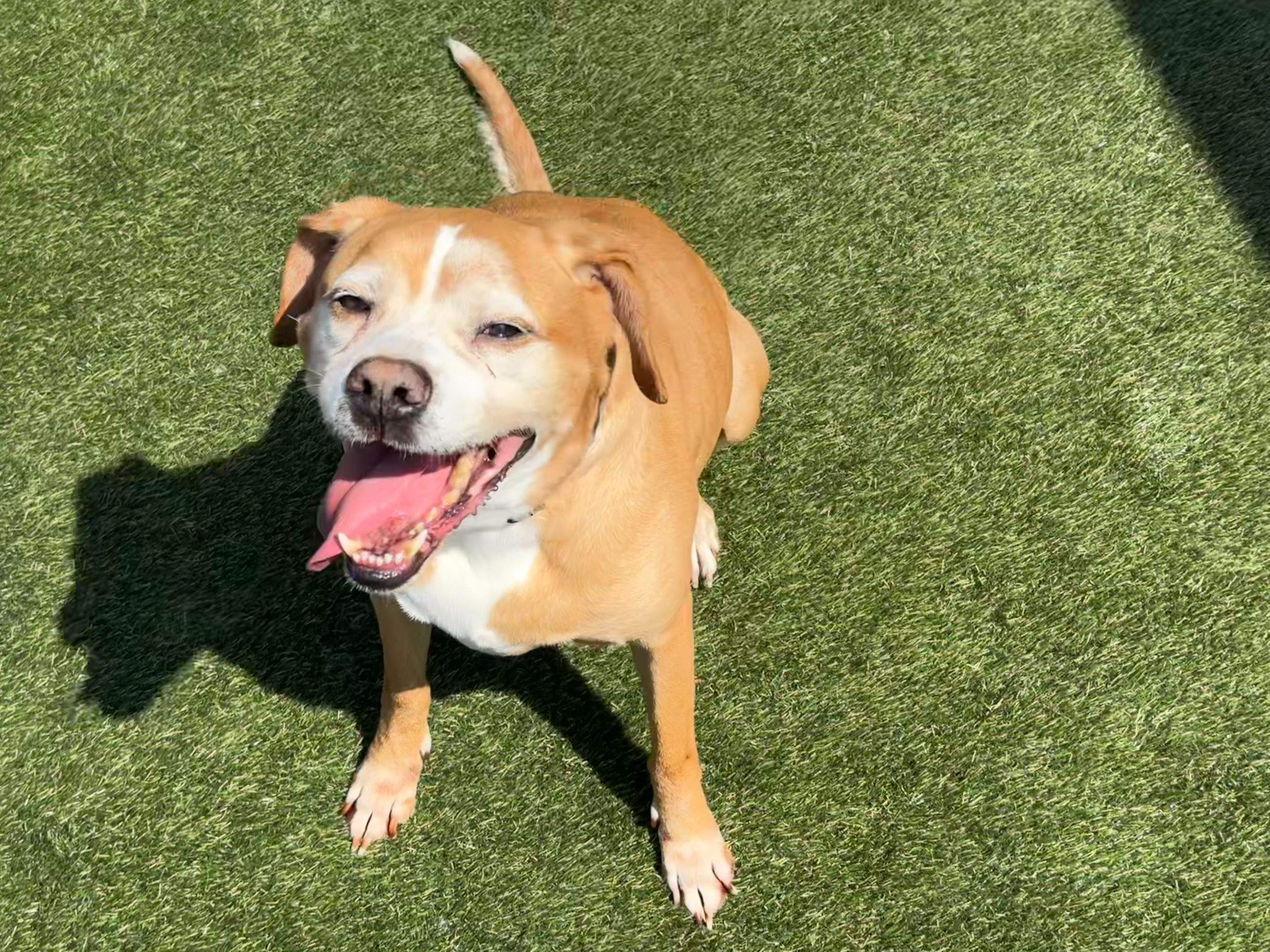 Humane Society for Greater Lafayette by ForeverLawn NEIN/INDY