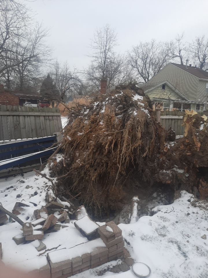 Storm Damaged Tree Removal  using Tree Removal by Mike Jones & Sons Tree Service LLC 