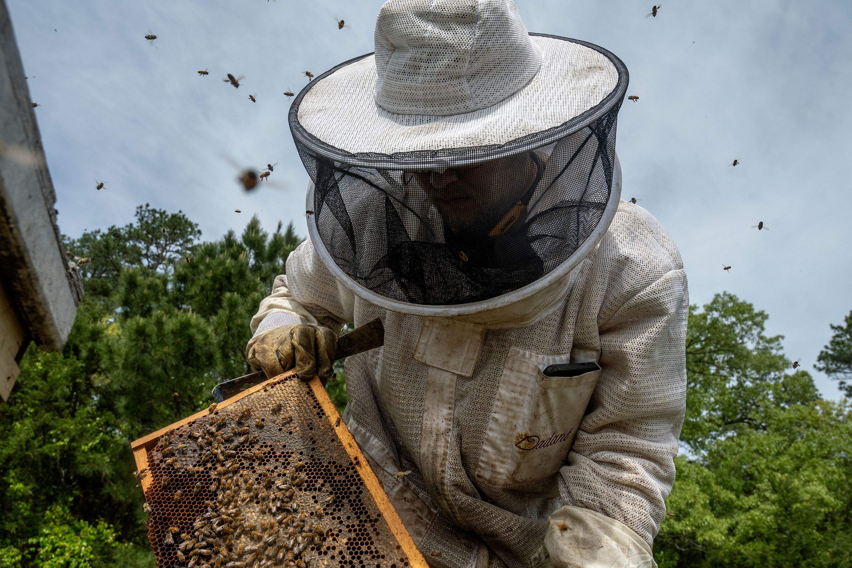 Splits in East Texas by Rockwall Honey Bee Company