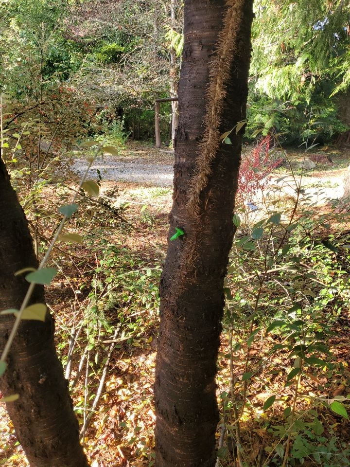 Tree Removal using Tree Removal by Mike Jones & Sons Tree Service LLC 