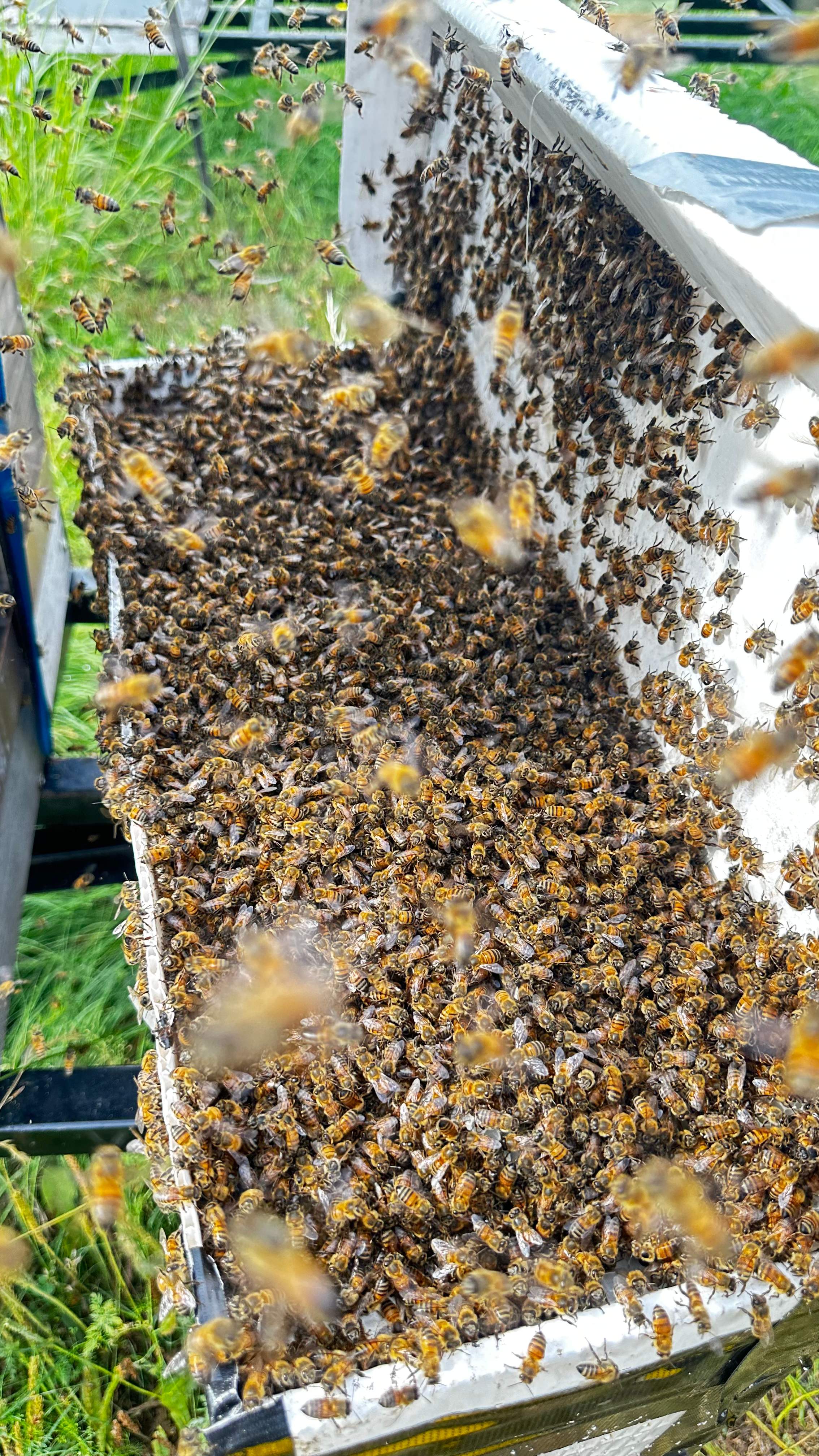 Hiding Bees by Rockwall Honey Bee Company