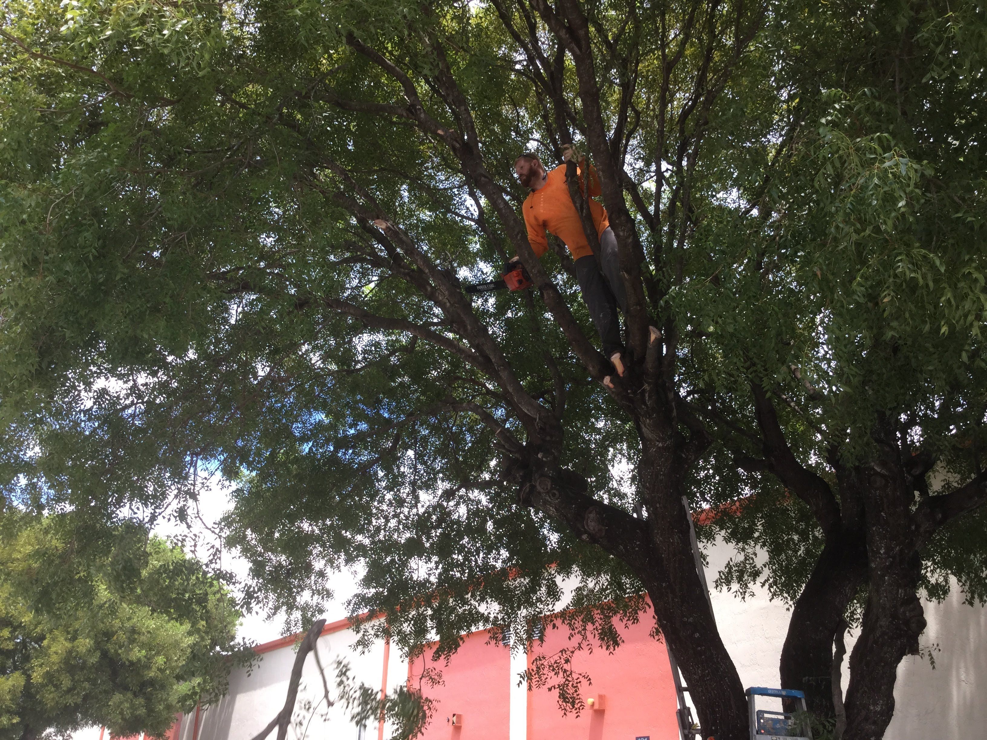Commercial Tree Trimming & Debris Removal by
M.A.B. Landscaping & Property Maintenance