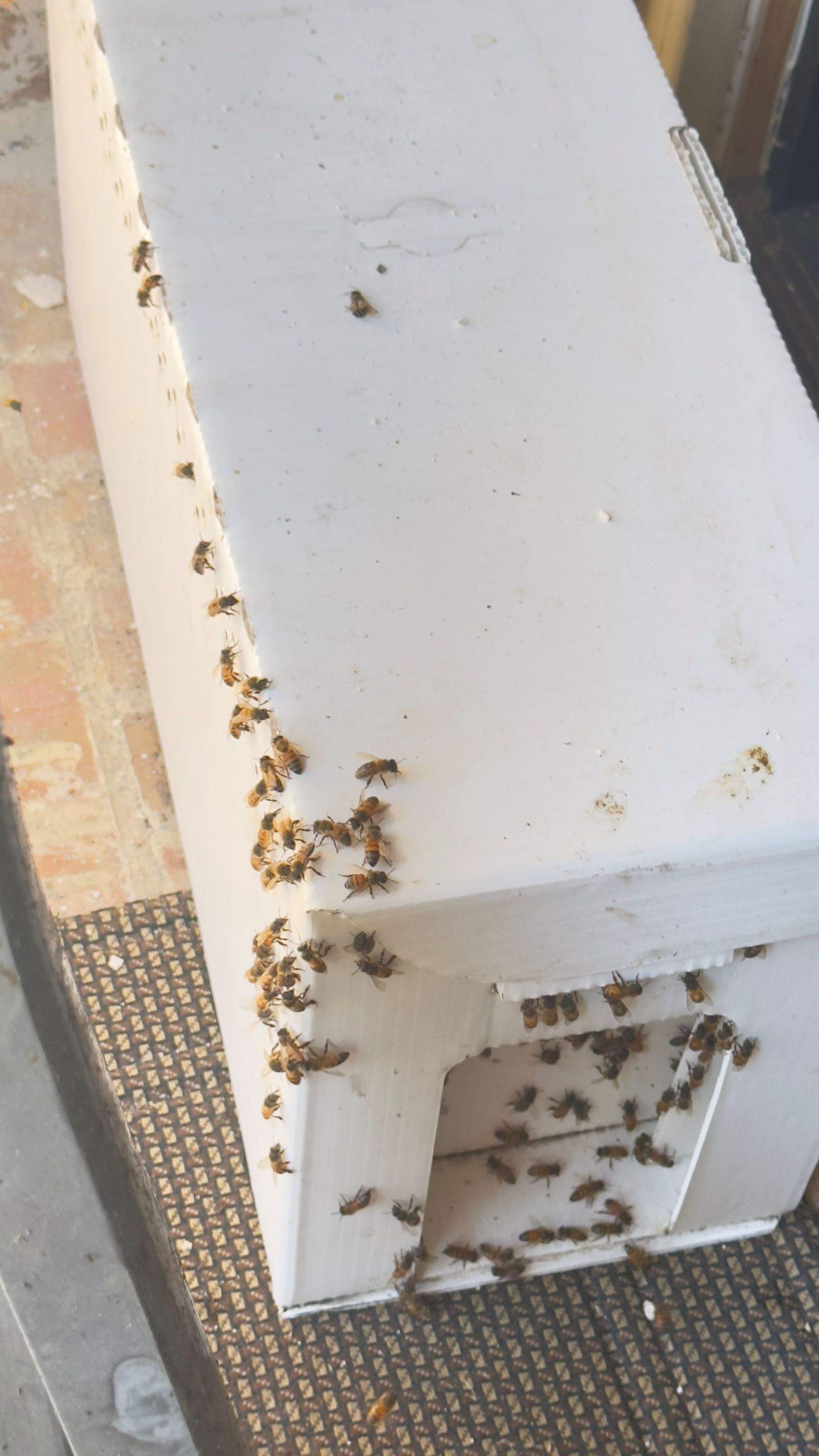 Brick Bees by Rockwall Honey Bee Company